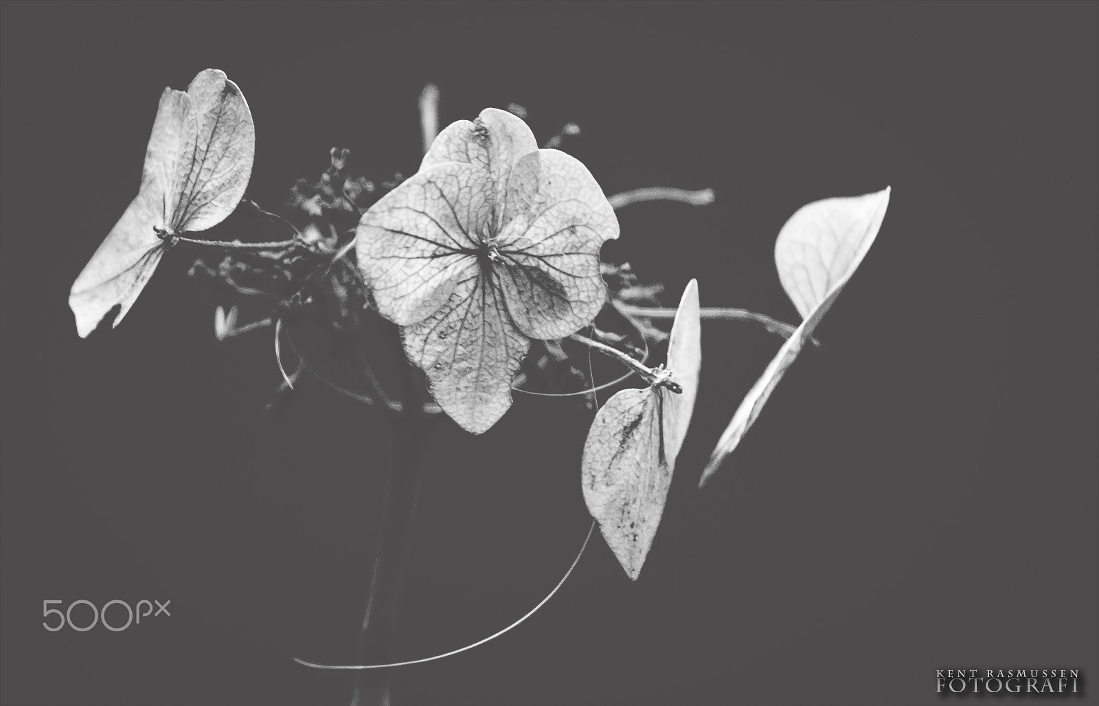Sony 75-300mm F4.5-5.6 sample photo. Hydrangea in the fall photography
