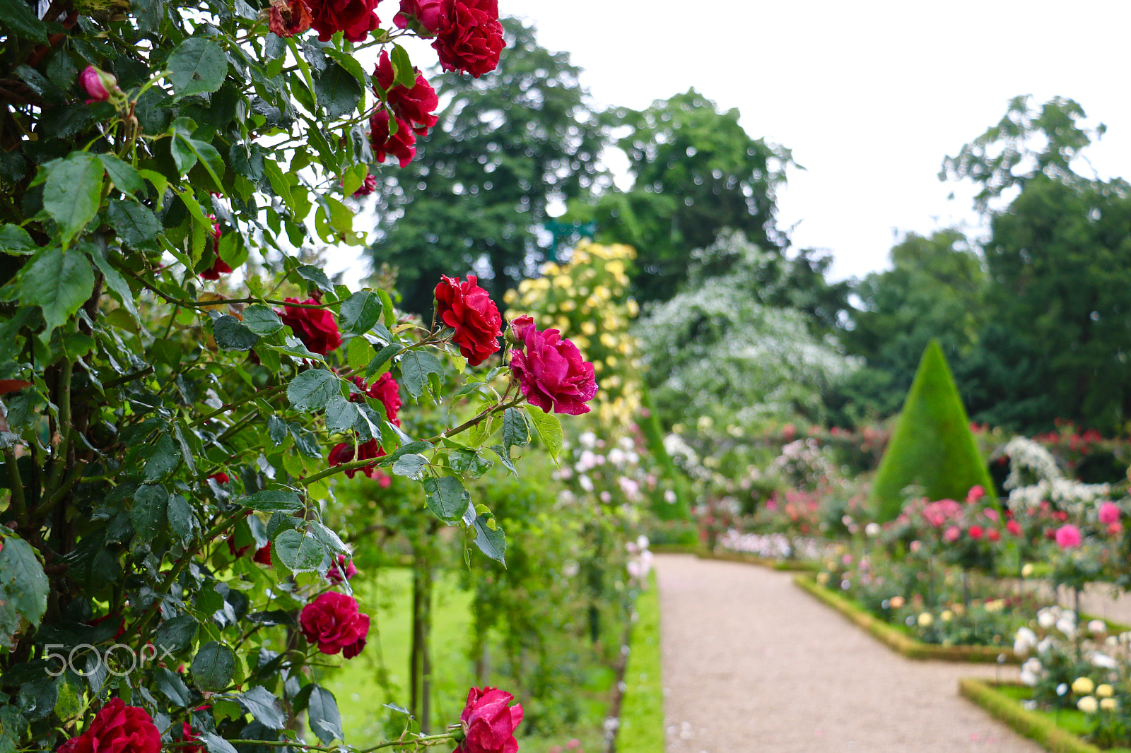 Canon EOS 760D (EOS Rebel T6s / EOS 8000D) sample photo. Rose parc bagatelle, boulogne france photography