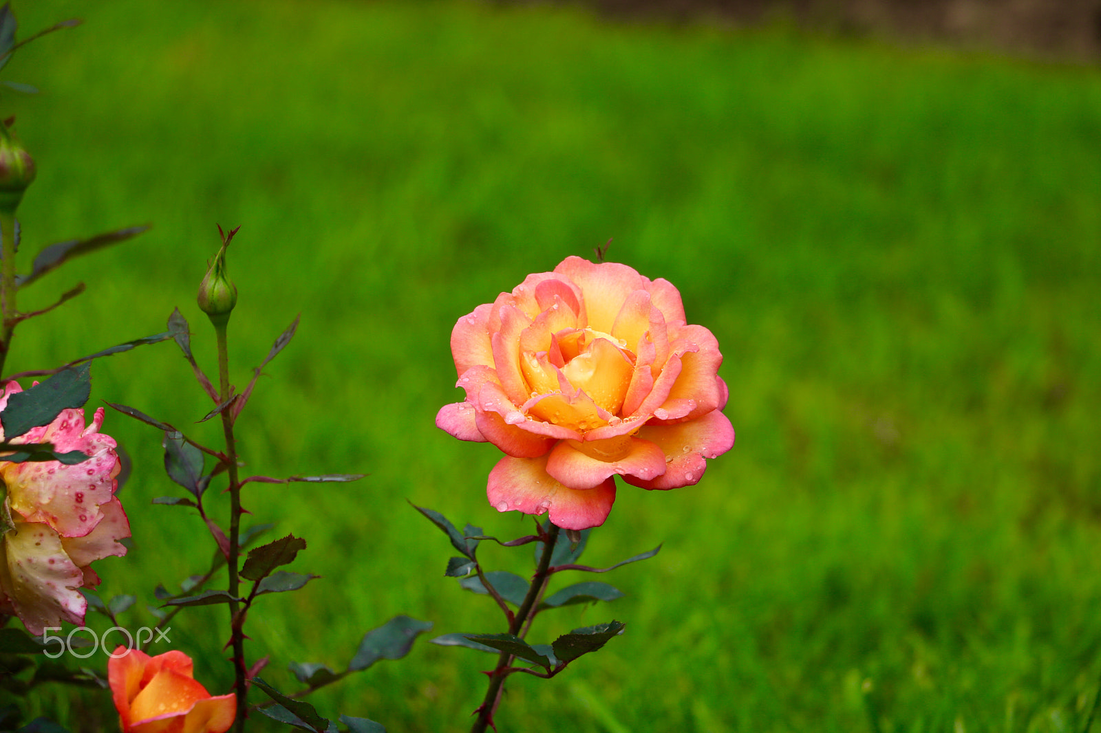 Canon EOS 760D (EOS Rebel T6s / EOS 8000D) sample photo. Rose parc bagatelle, boulogne france photography