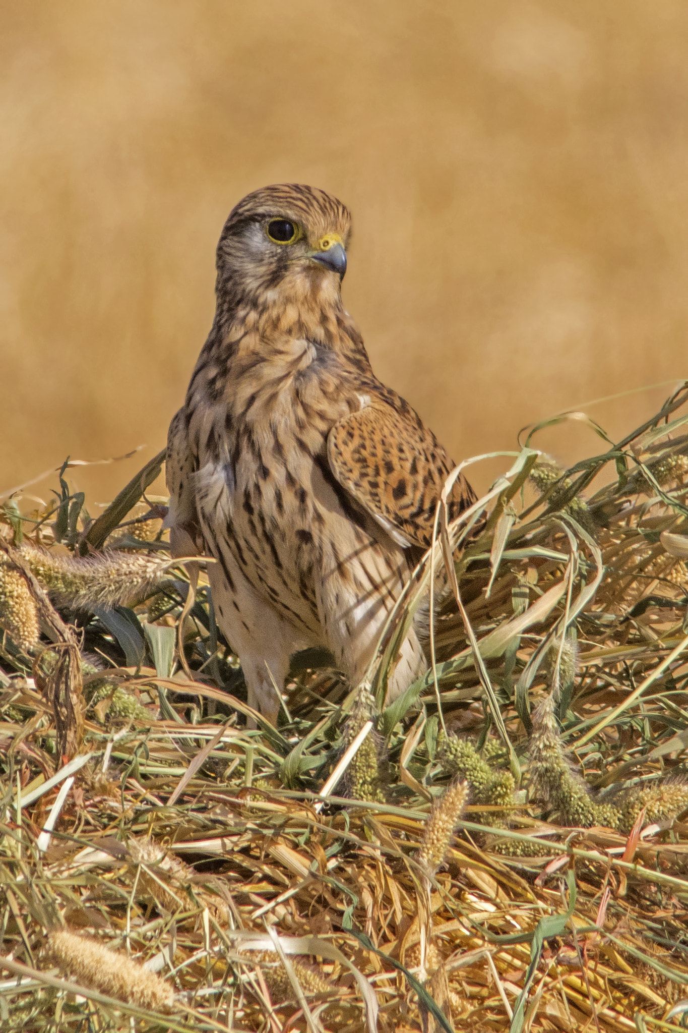 Canon EOS 7D Mark II + Canon EF 400mm F5.6L USM sample photo. Falcon photography