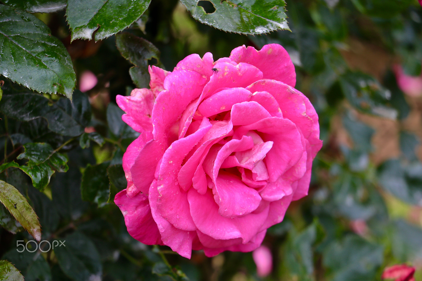 Canon EOS 760D (EOS Rebel T6s / EOS 8000D) sample photo. Rose parc bagatelle, boulogne france photography