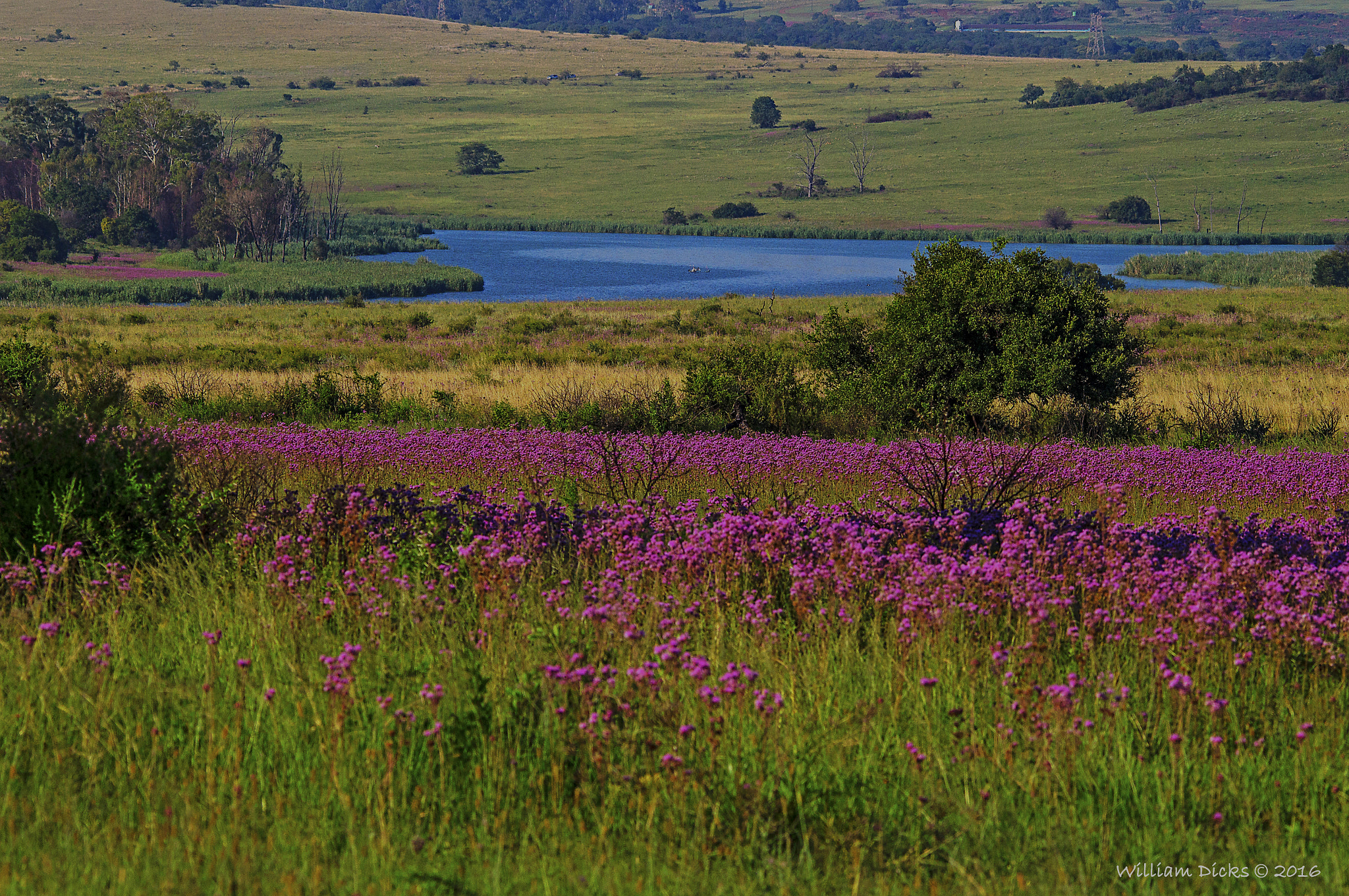 Sigma 150-500mm F5-6.3 DG OS HSM sample photo. Beauty of weeds photography