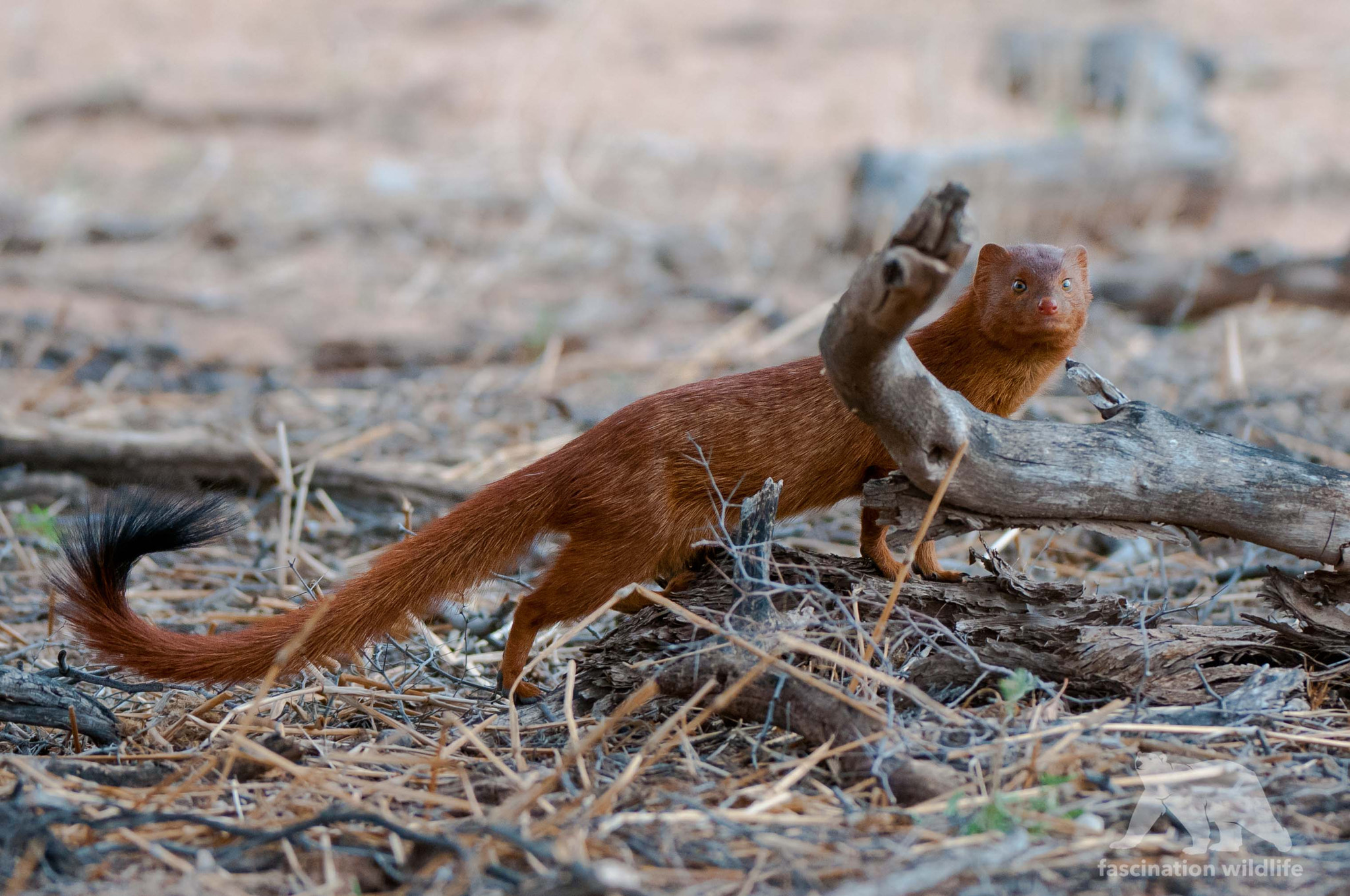 Nikon AF-S Nikkor 200-400mm F4G ED-IF VR sample photo. Slender mongoose photography