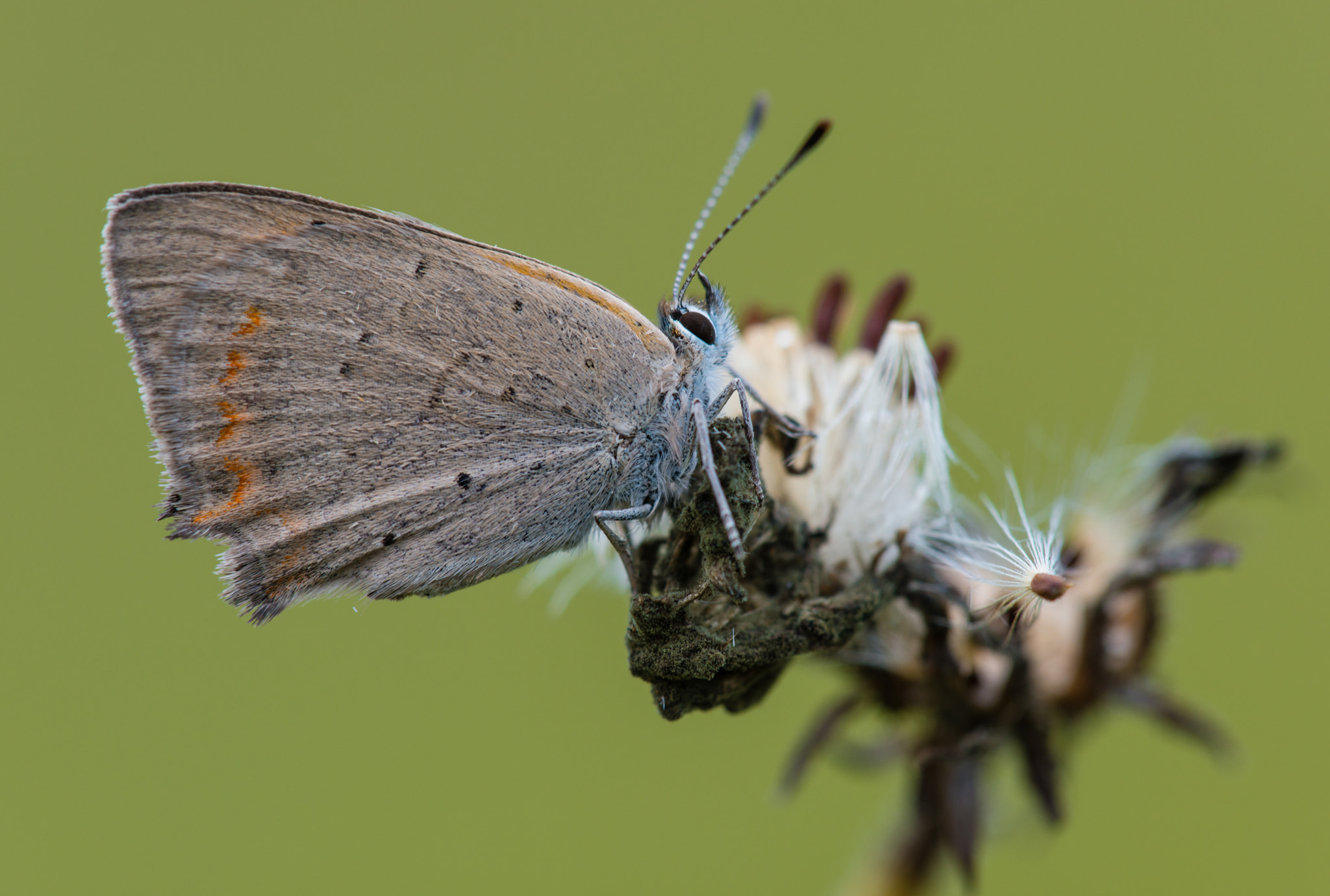 Nikon D800 + Nikon AF Micro-Nikkor 200mm F4D ED-IF sample photo. Kleiner feuerfalter photography