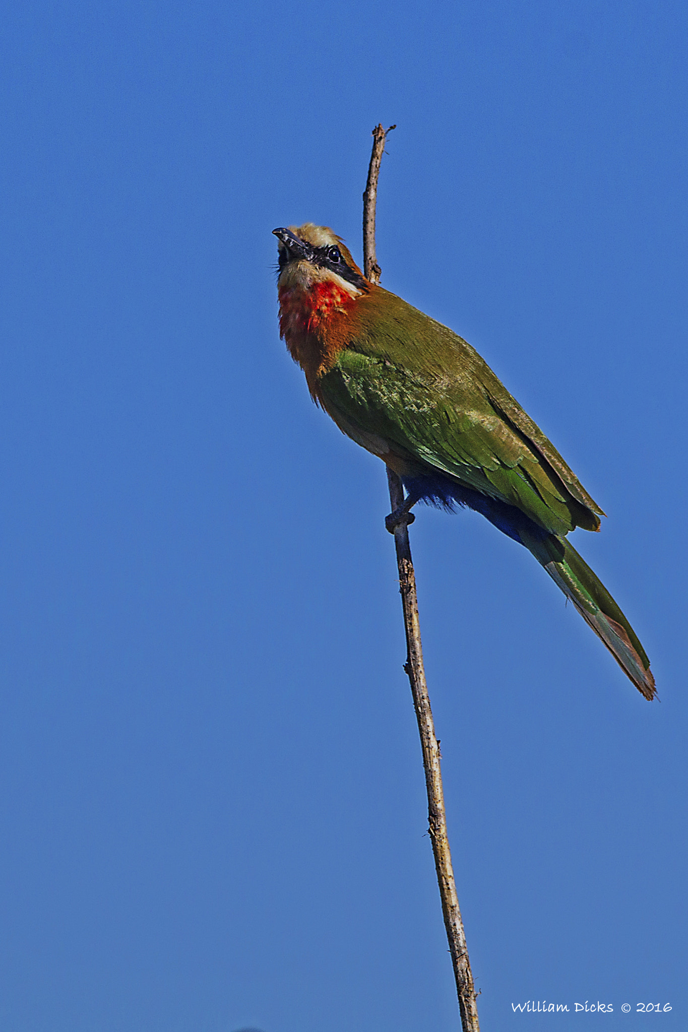 Sigma 150-500mm F5-6.3 DG OS HSM sample photo. White-fronted bee eater photography