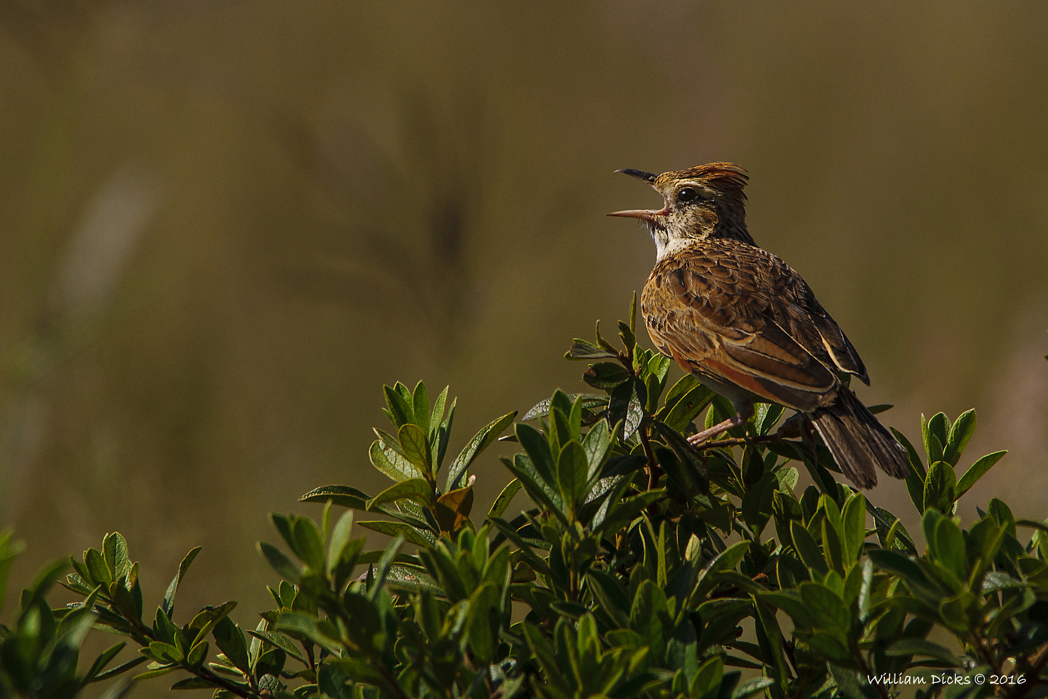 Sony SLT-A37 + Sigma 150-500mm F5-6.3 DG OS HSM sample photo. Rufous-naped lark calling its mate photography
