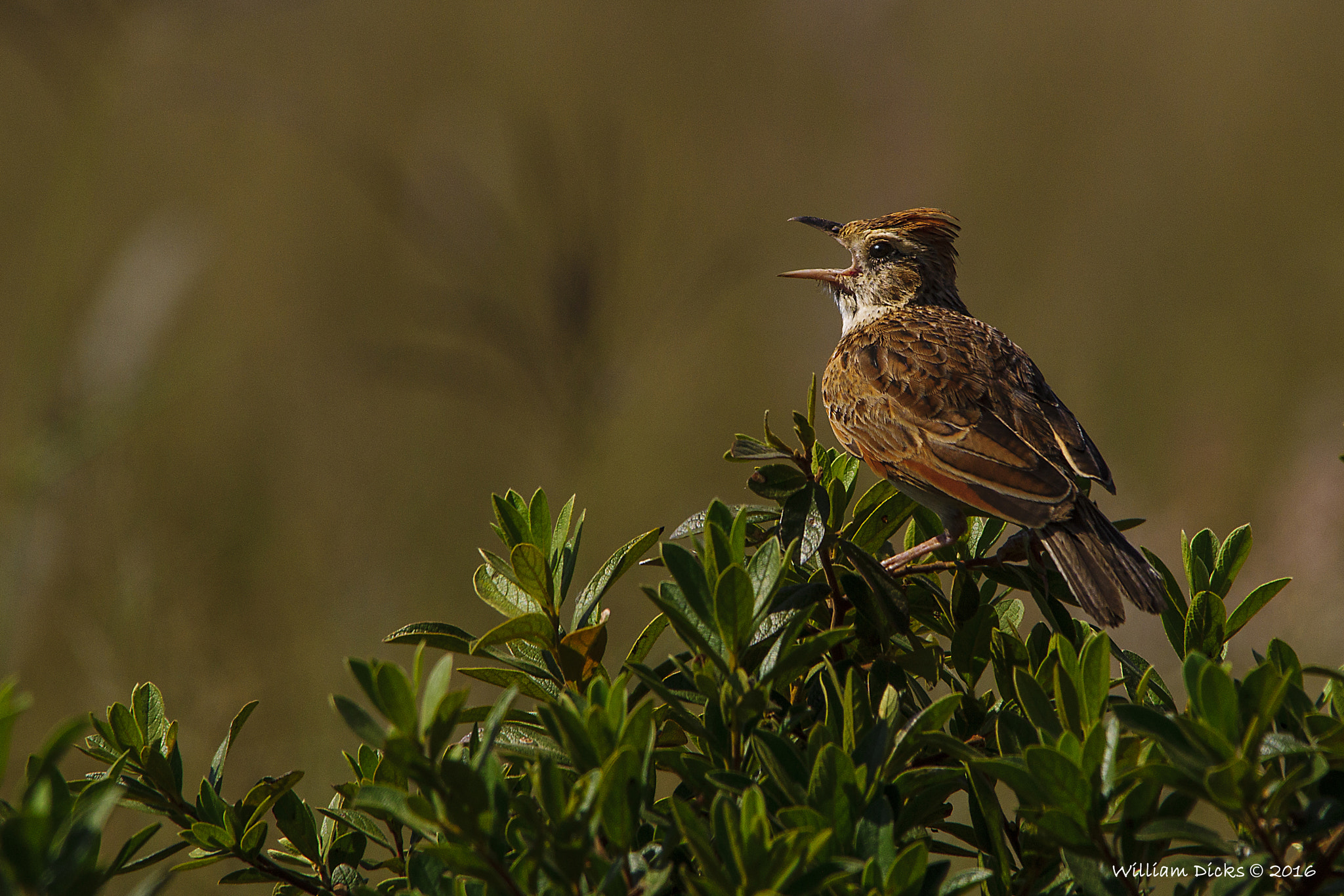 Sigma 150-500mm F5-6.3 DG OS HSM sample photo. Rufous-naped lark calling its mate photography
