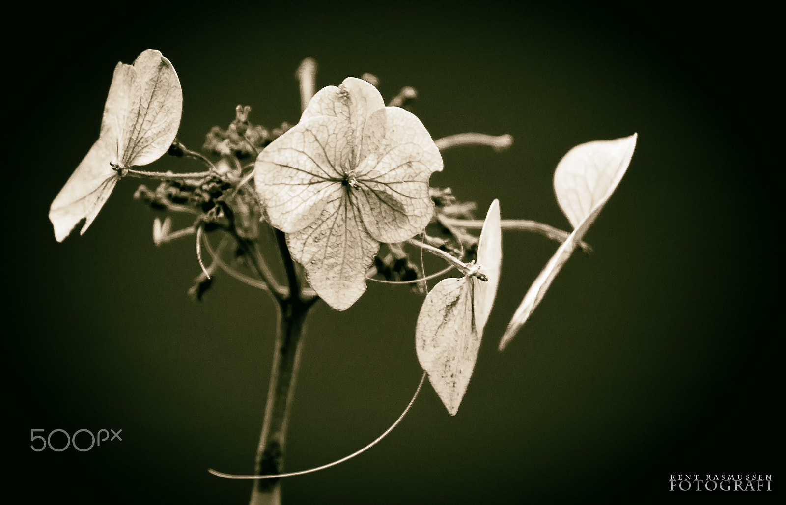 Sony 75-300mm F4.5-5.6 sample photo. Hydrangea in the fall photography