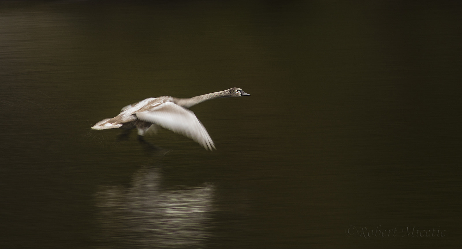 Sony 75-300mm F4.5-5.6 sample photo. Speed photography