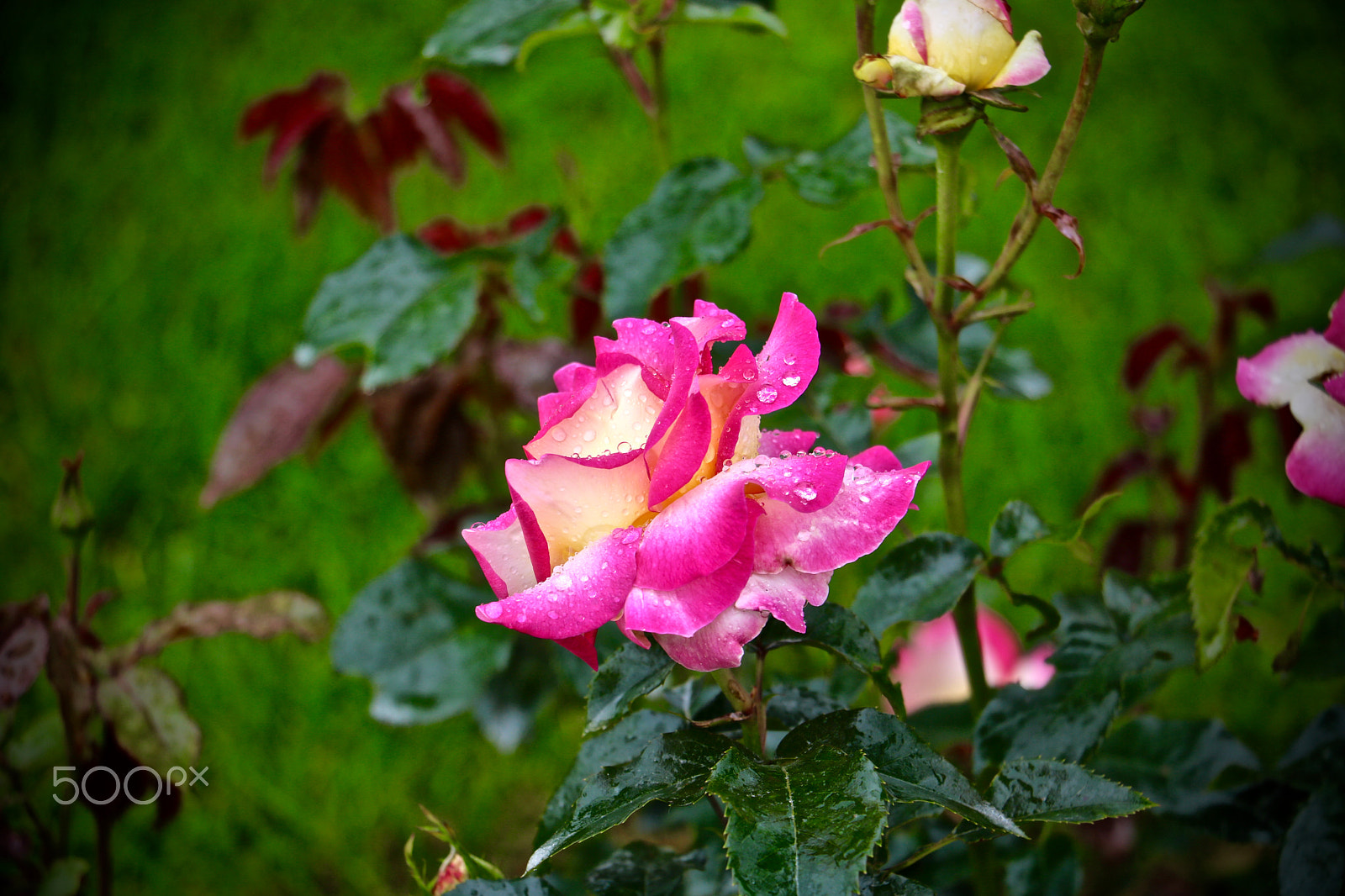 Canon EOS 760D (EOS Rebel T6s / EOS 8000D) sample photo. Rose parc bagatelle, paris photography