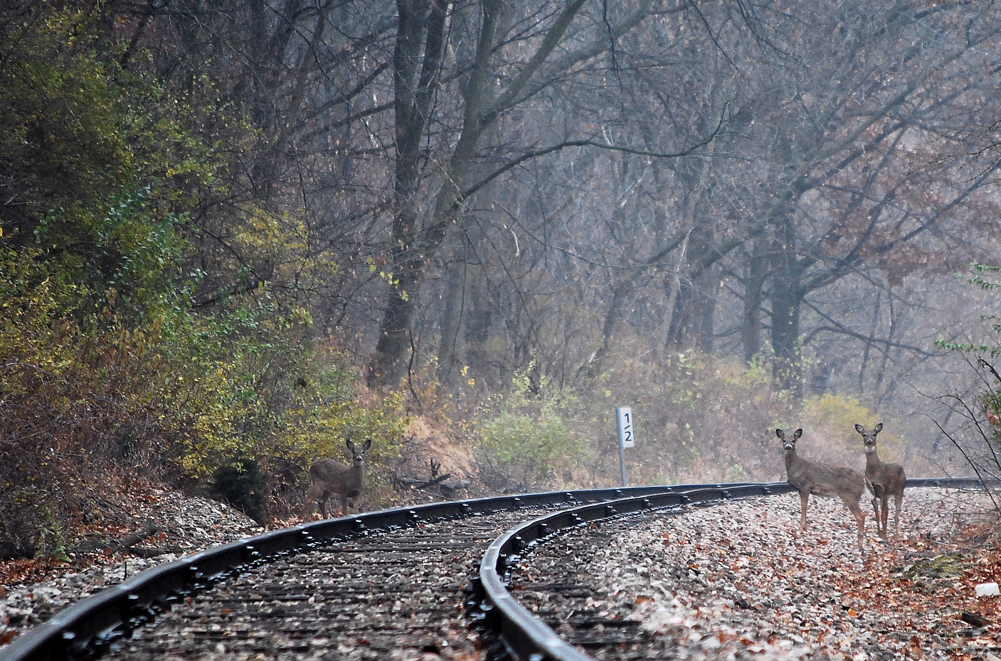 Nikon D40X sample photo. Deer on train tracks photography