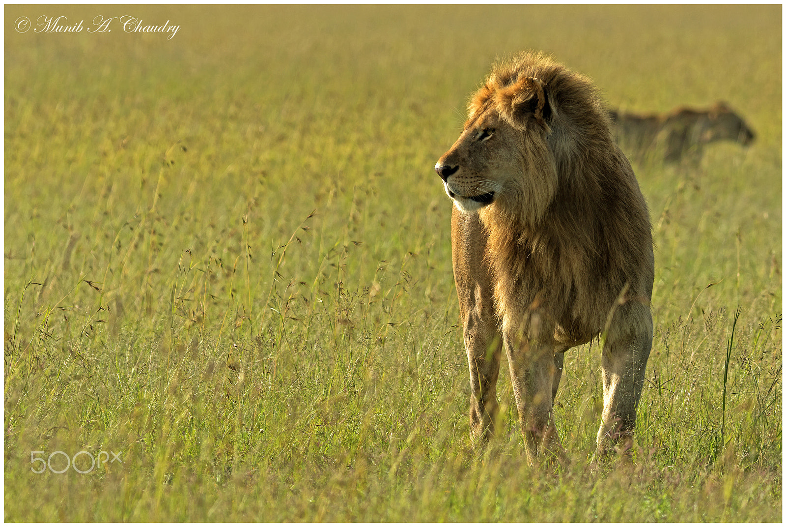 Canon EF 200-400mm F4L IS USM Extender 1.4x sample photo. Nomadic king! photography