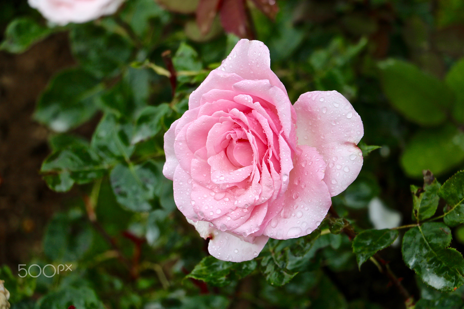 Canon EOS 760D (EOS Rebel T6s / EOS 8000D) sample photo. Rose parc bagatelle paris, france photography