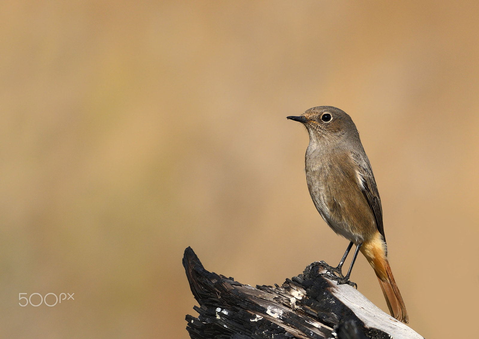 Sigma 70-300mm F4-5.6 APO DG Macro sample photo. Black redstart photography