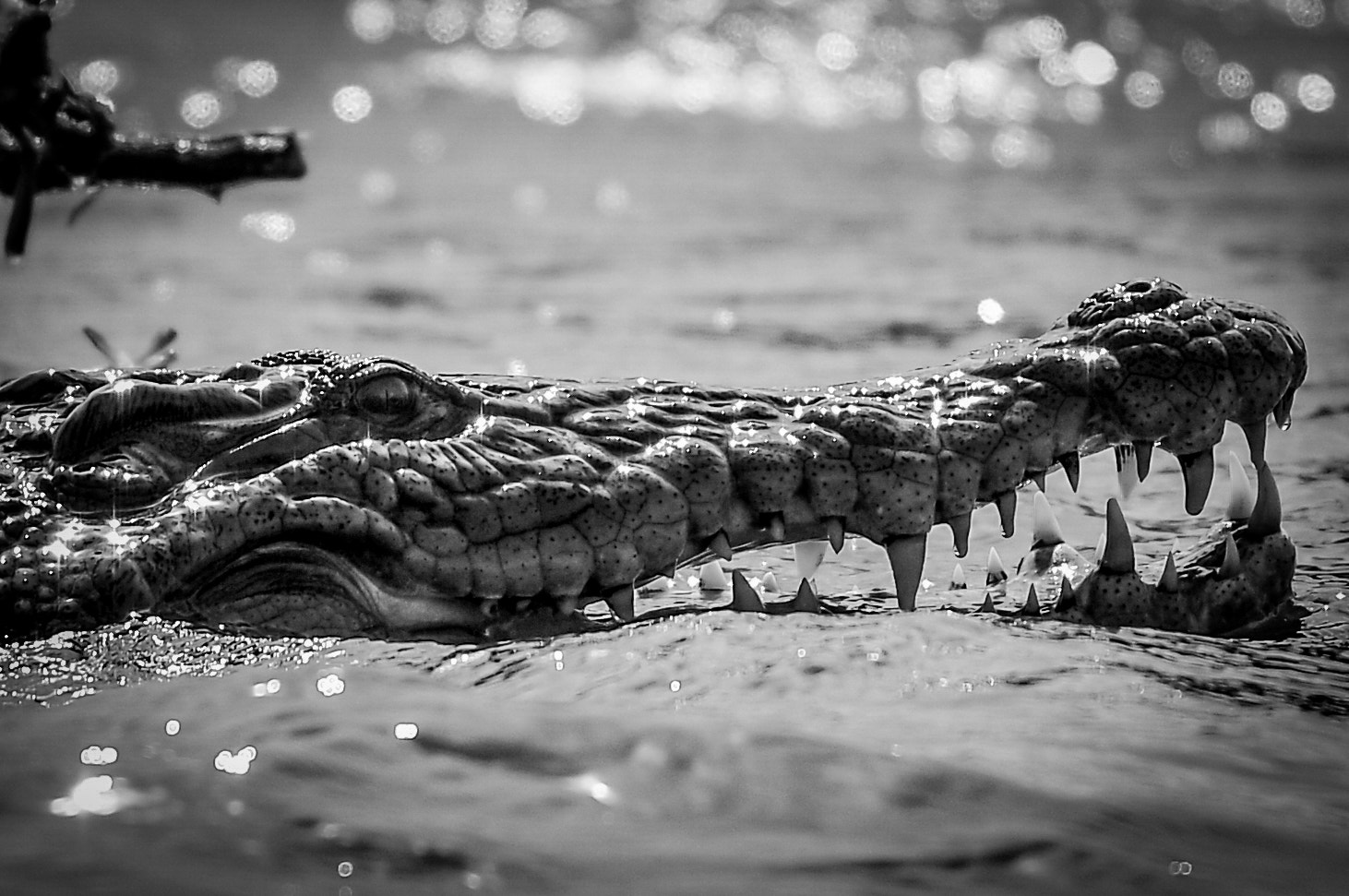 Nikon AF-S Nikkor 70-200mm F4G ED VR sample photo. Crocodile mouth photography