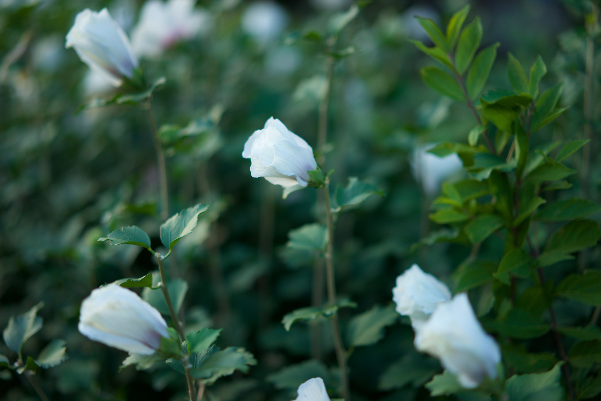 Sony a7 + Sony Sonnar T* FE 55mm F1.8 ZA sample photo. Flowers 4015 photography