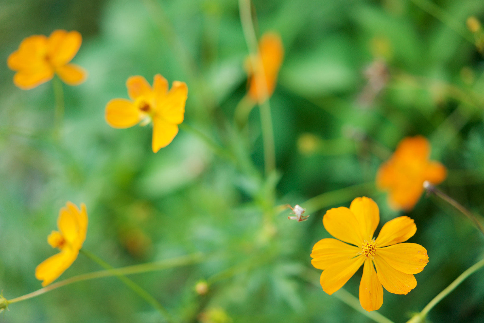 Sony a7 + Sony Sonnar T* FE 55mm F1.8 ZA sample photo. Flowers 4016 photography