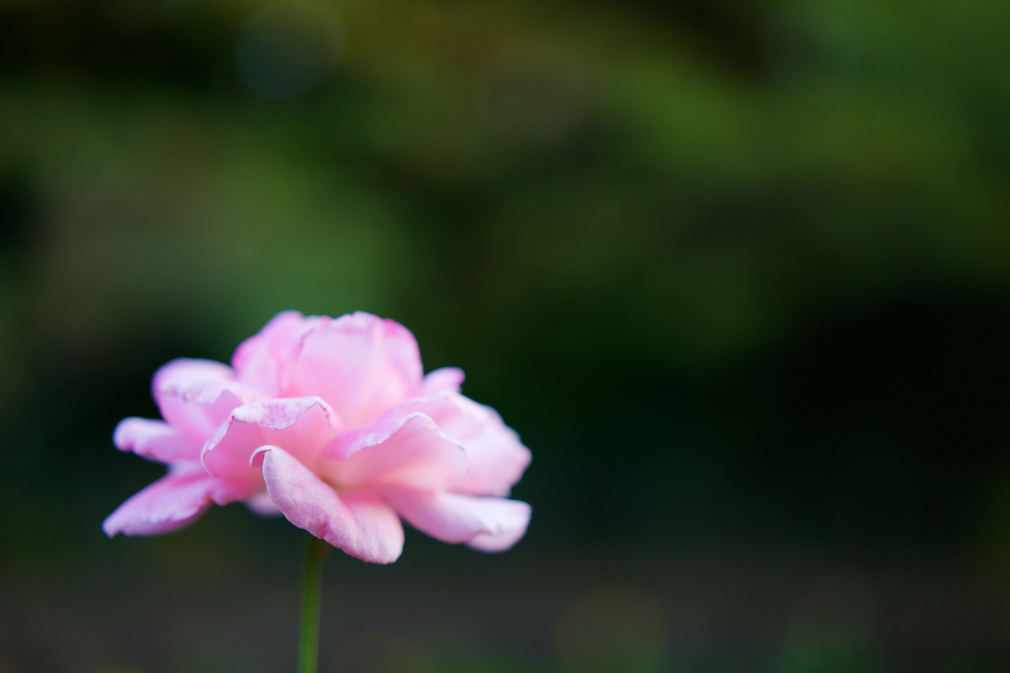 Sony a7 + Sony Sonnar T* FE 55mm F1.8 ZA sample photo. Flowers 4017 photography