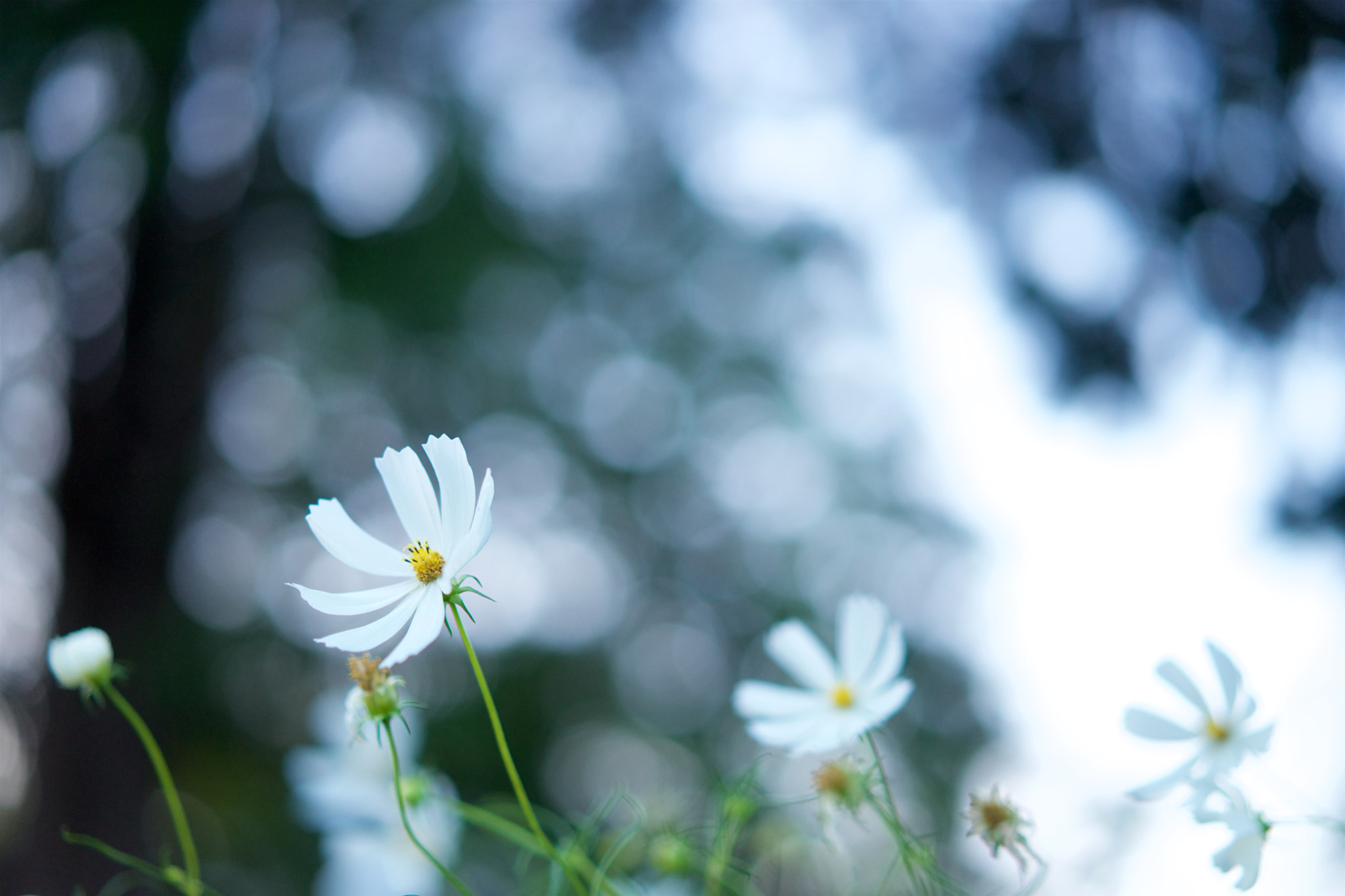 Sony a7 + Sony Sonnar T* FE 55mm F1.8 ZA sample photo. Flowers 4018 photography