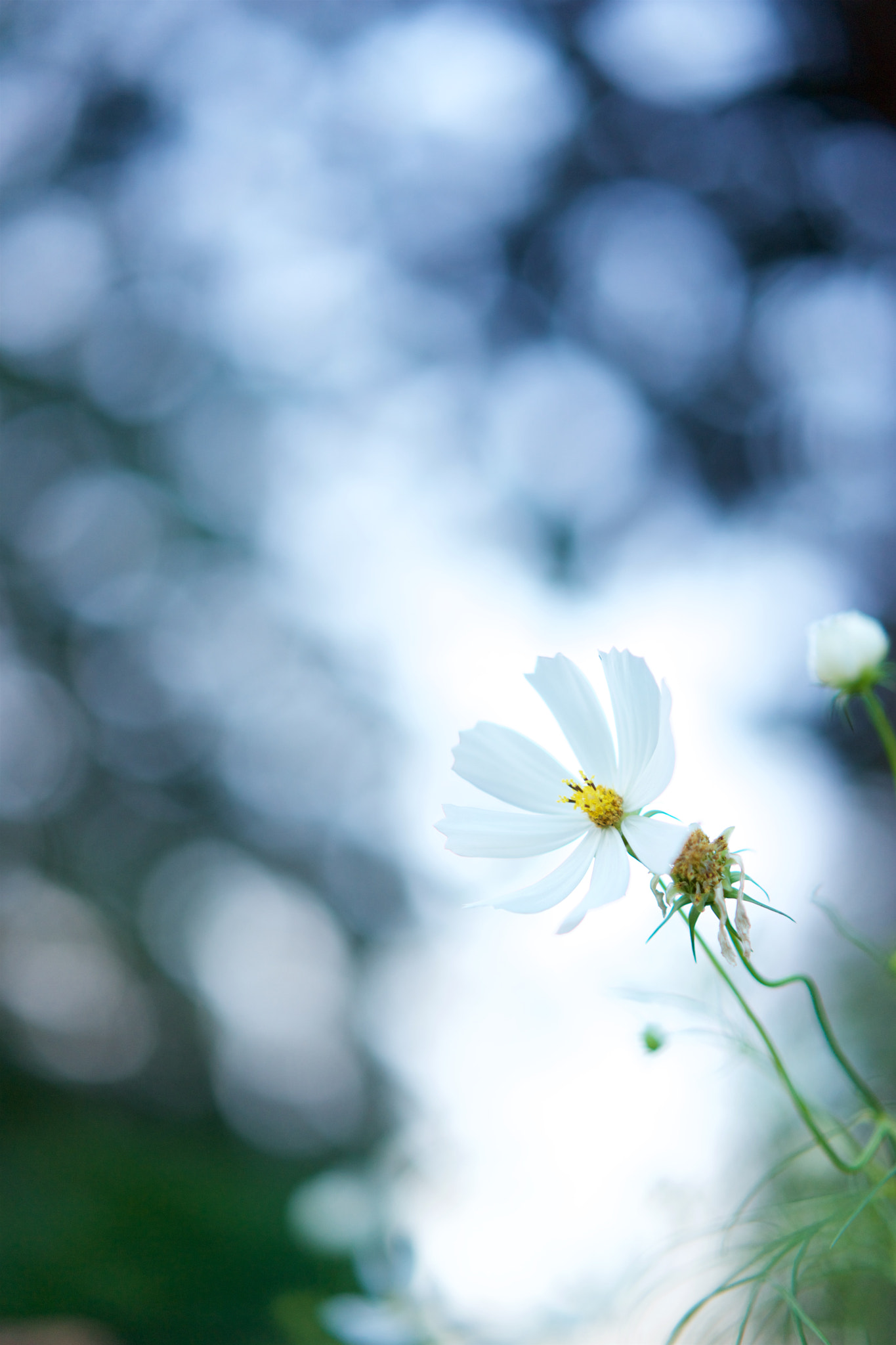 Sony a7 + Sony Sonnar T* FE 55mm F1.8 ZA sample photo. Flowers 4019 photography