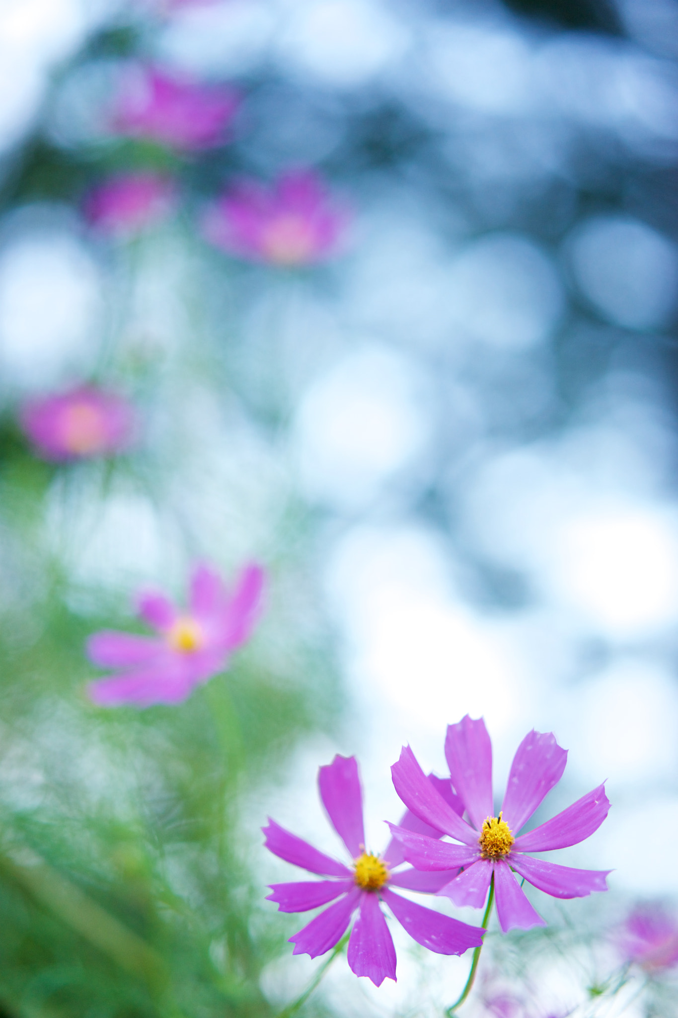 Sony a7 + Sony Sonnar T* FE 55mm F1.8 ZA sample photo. Flowers 4020 photography