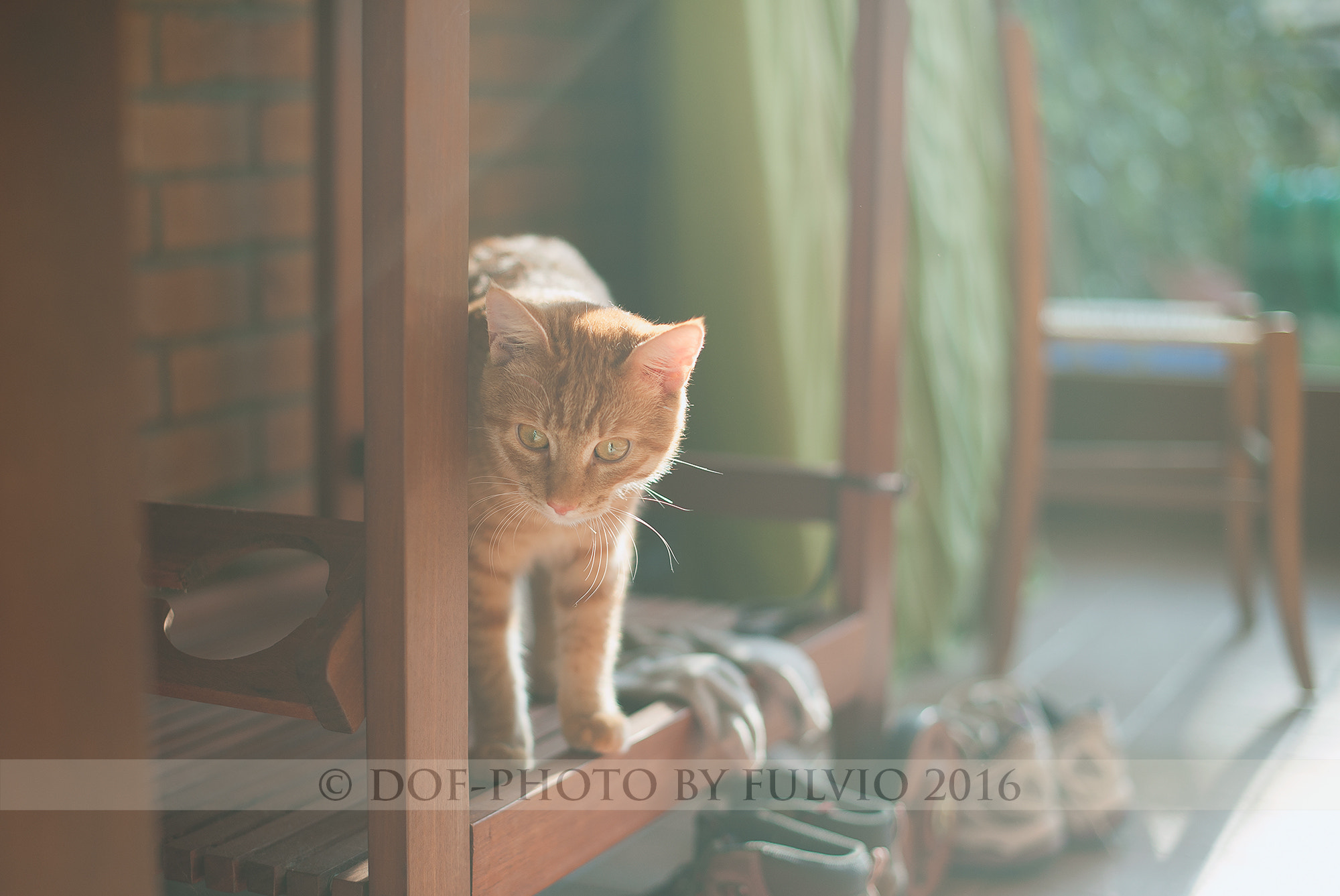 Nikon D3 + Nikon AF-S Nikkor 50mm F1.4G sample photo. Wolf photography