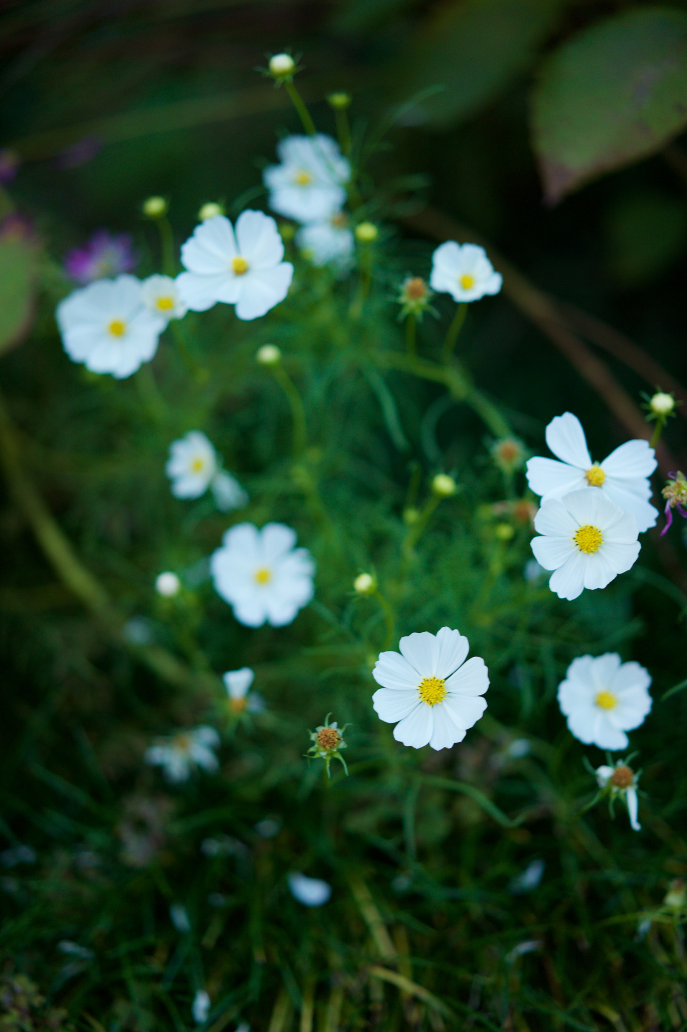 Sony a7 + Sony Sonnar T* FE 55mm F1.8 ZA sample photo. Flowers 4021 photography