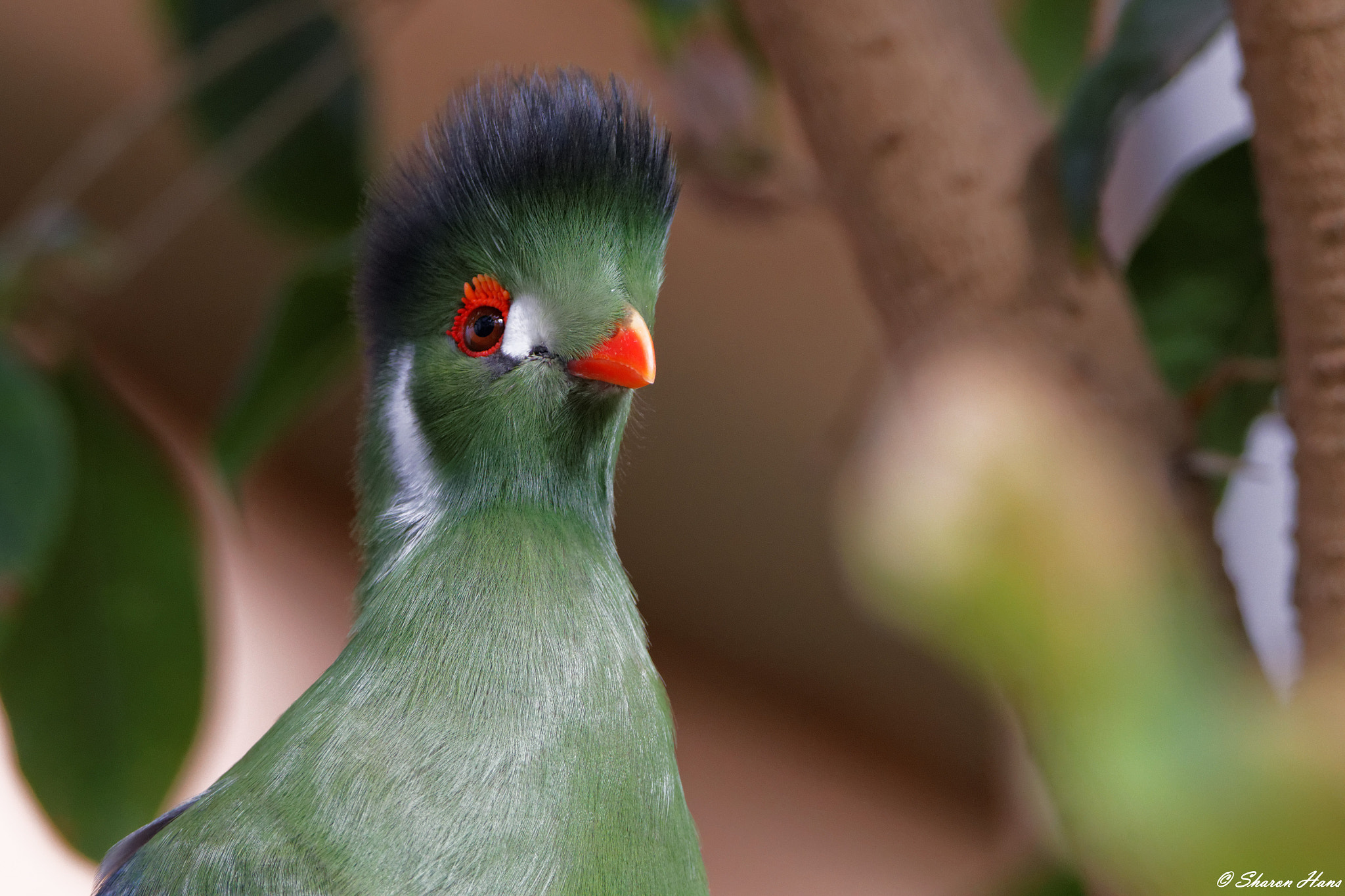 Tamron SP 150-600mm F5-6.3 Di VC USD sample photo. White-cheeked turaco photography