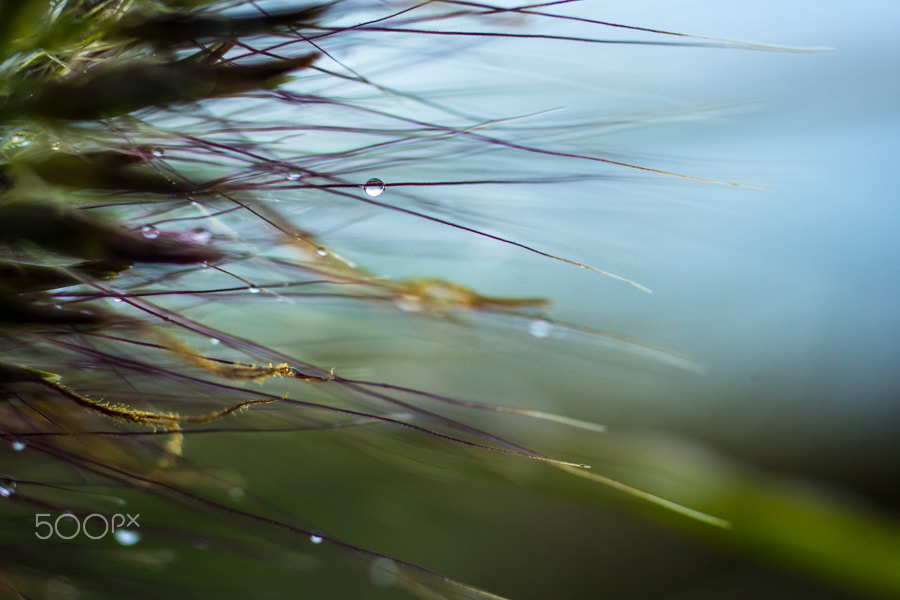 Sony a99 II + MACRO 50mm F2.8 sample photo. Sous la pluie 1 photography