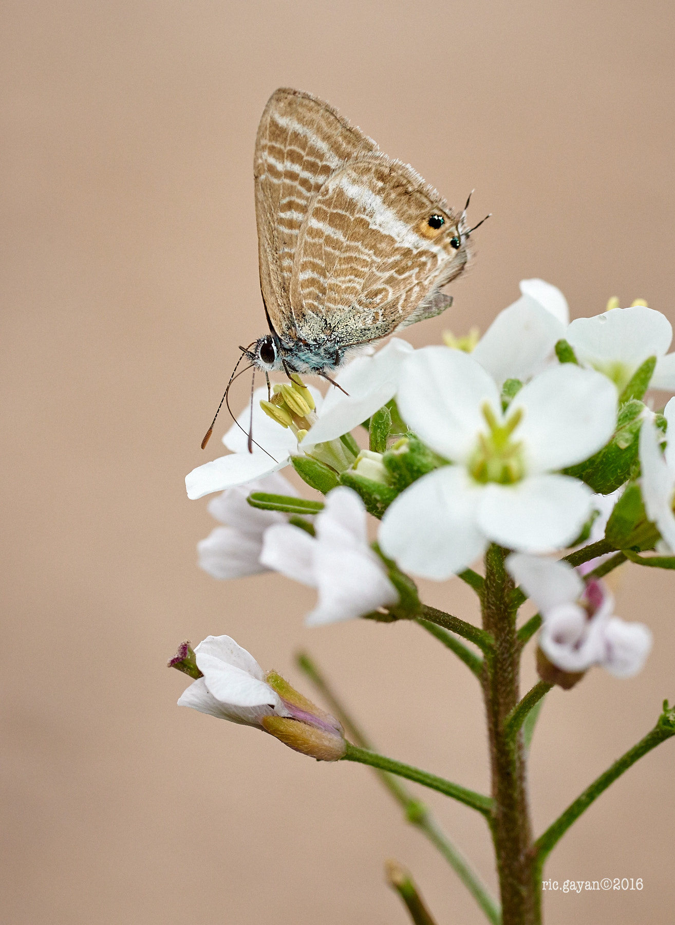 ZEISS Makro-Planar T* 100mm F2 sample photo. Mariposa tardía -otoño(last butterfly-autumn) photography