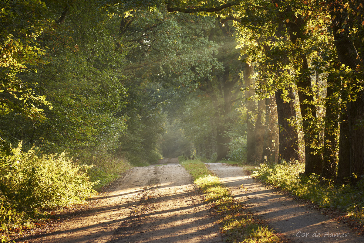 Sony SLT-A77 + Tamron SP AF 90mm F2.8 Di Macro sample photo. Straight road through the forest photography