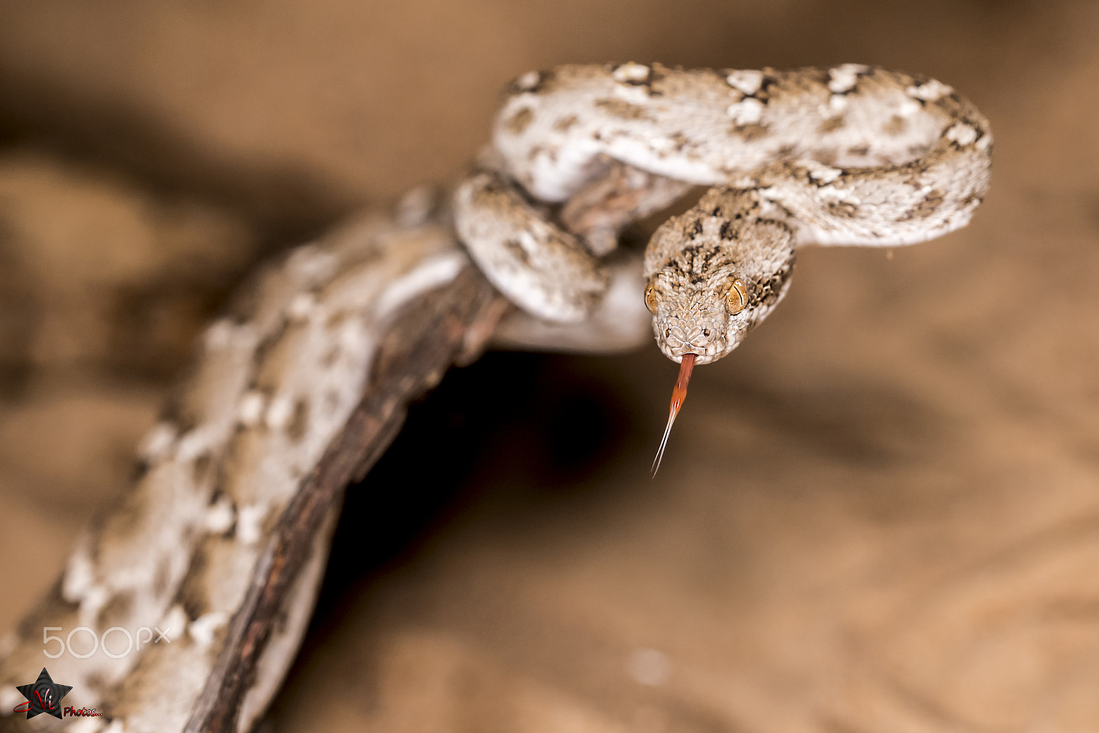 Nikon D5 sample photo. Sind saw-scaled viper photography