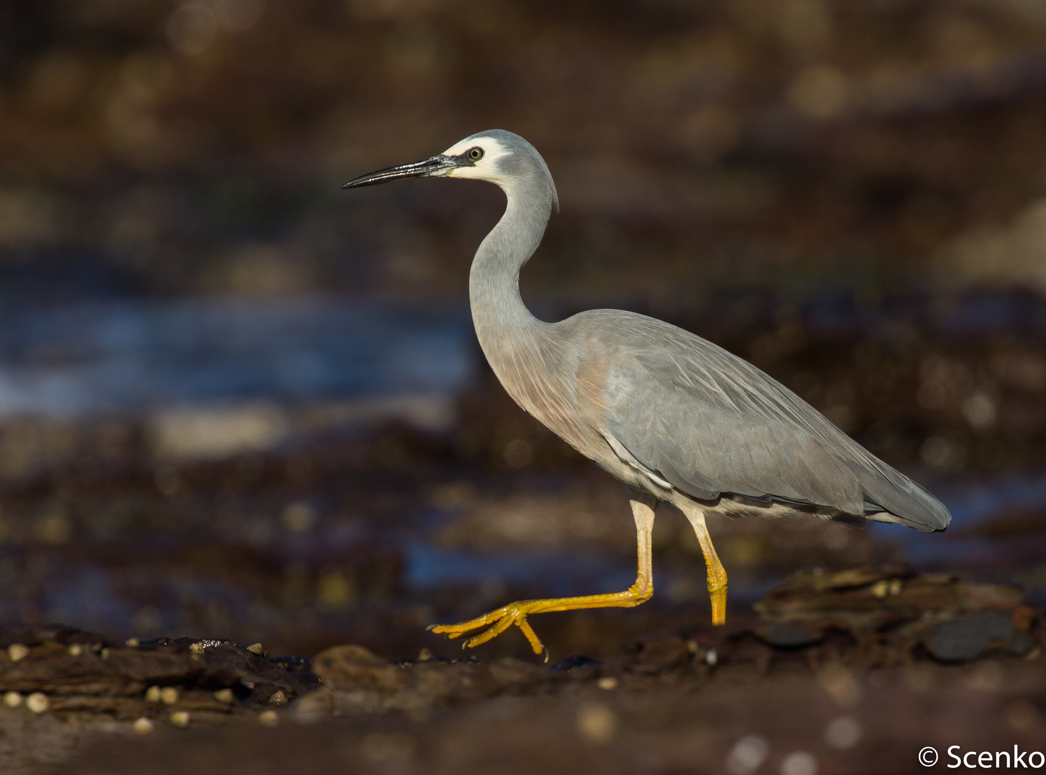 Canon EOS 60D + Canon EF 100-400mm F4.5-5.6L IS II USM sample photo. White-faced heron photography