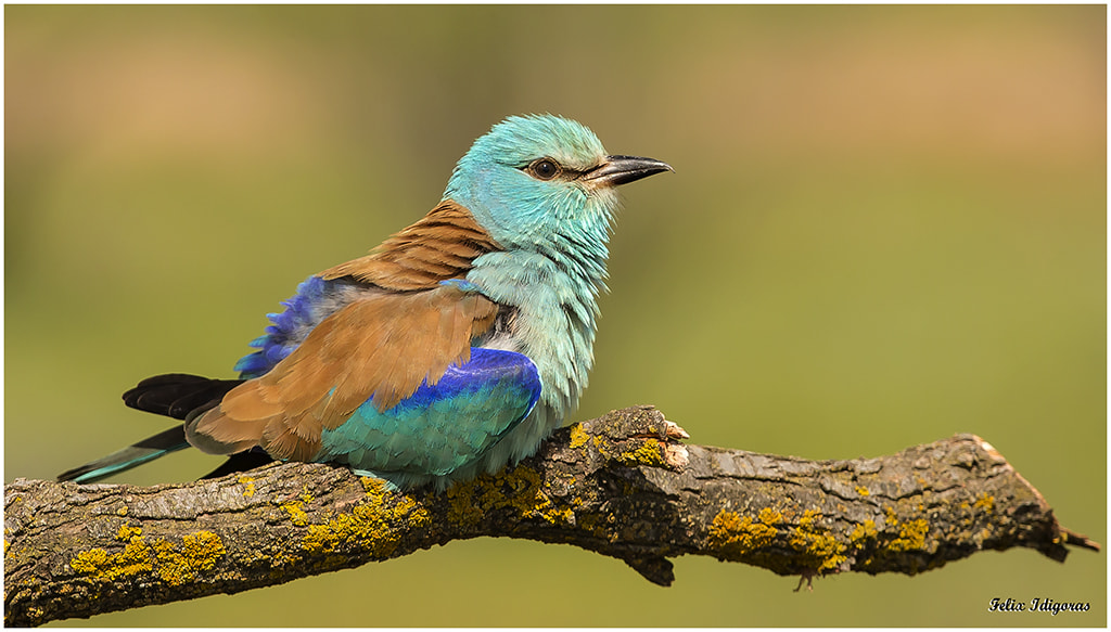 Canon EF 300mm F2.8L IS II USM sample photo. Carraca photography