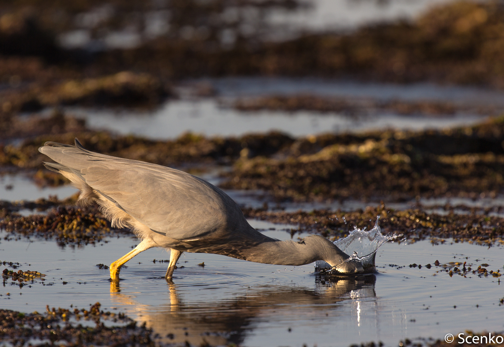 Canon EOS 60D + Canon EF 100-400mm F4.5-5.6L IS II USM sample photo. Gone fishing - white-faced heron photography
