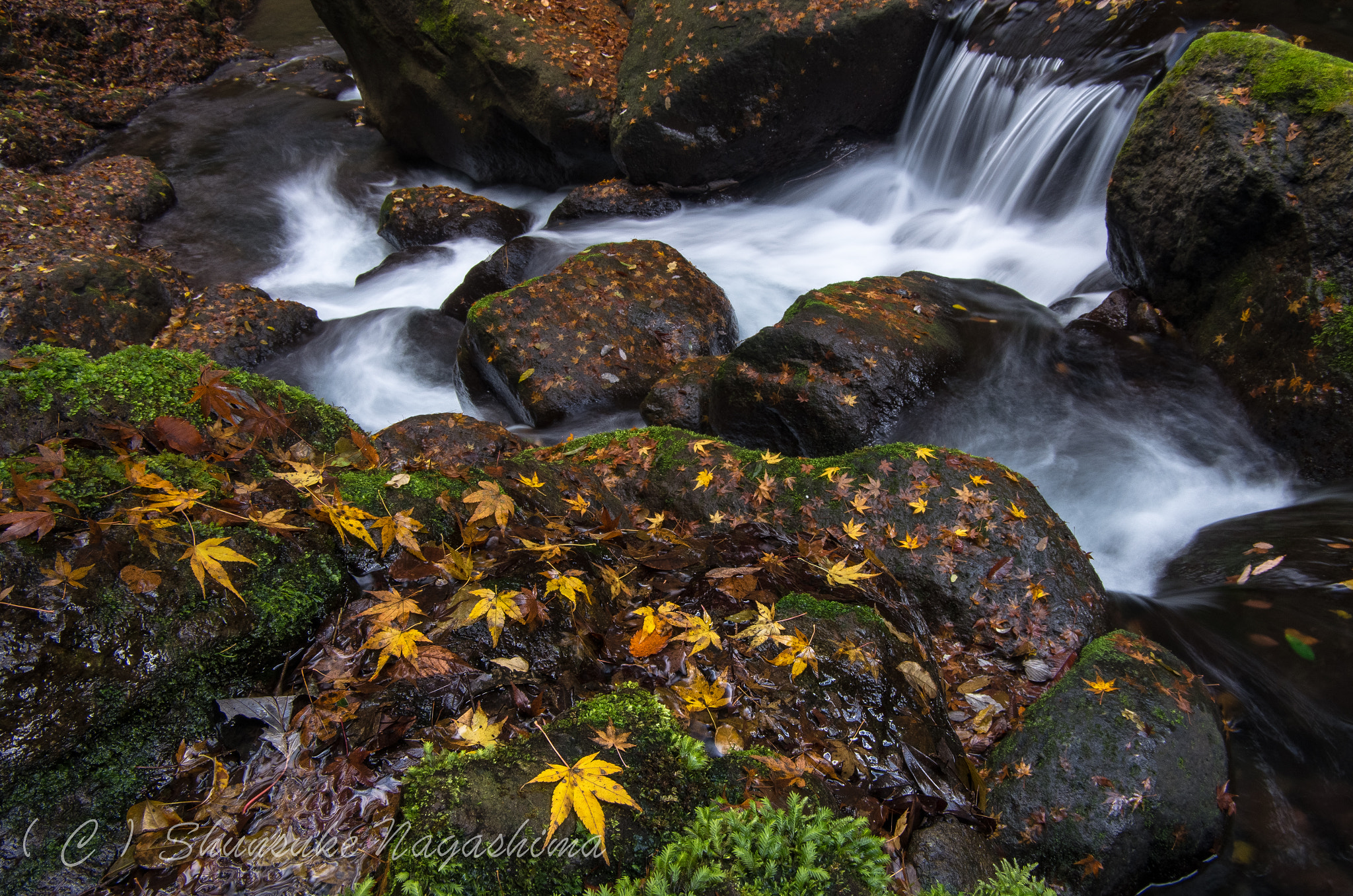 Pentax K-5 IIs sample photo. Fallen leaves photography