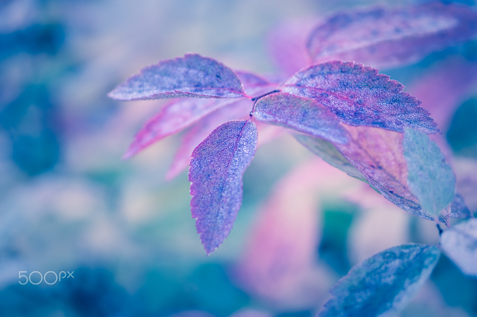 Samsung NX 60mm F2.8 Macro ED OIS SSA sample photo. Autumn is the artist photography