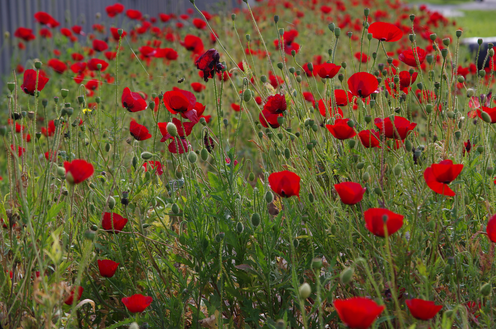 Pentax K-3 + Sigma 17-70mm F2.8-4.5 DC Macro sample photo. Red popies photography