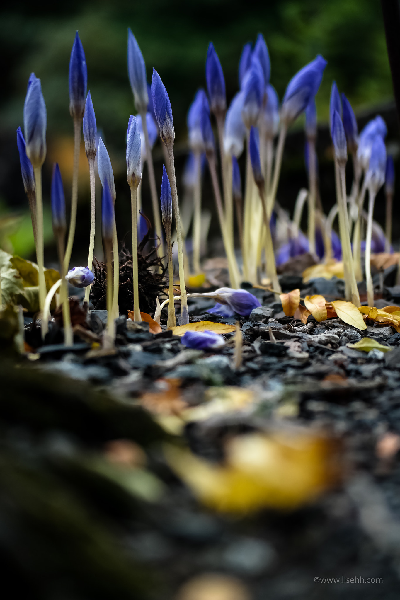 Samsung NX30 + NX 60mm F2.8 Macro sample photo. Fabulous nature photography