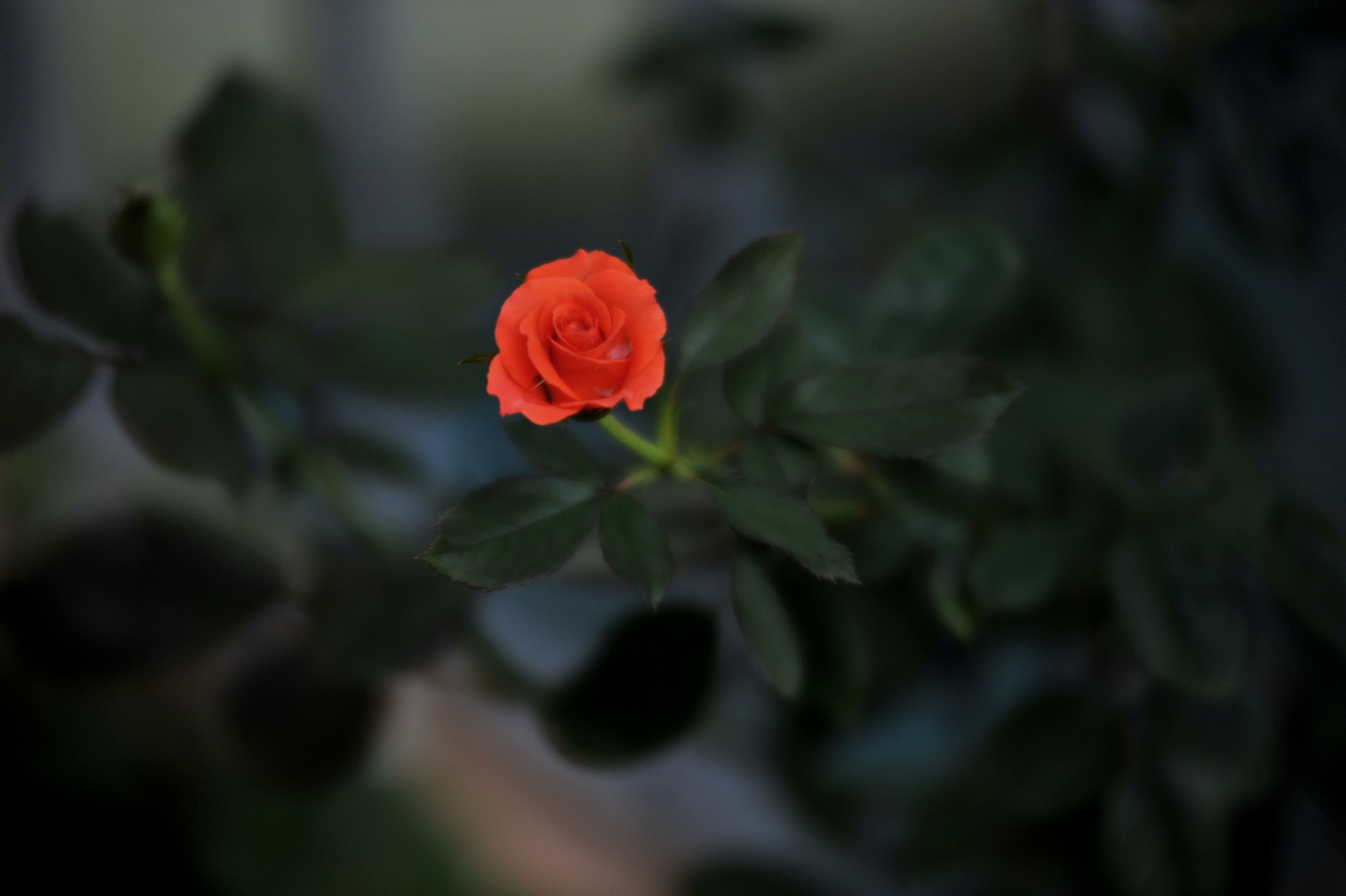 Nikon AF-Nikkor 80-200mm F2.8D ED sample photo. Little flame photography