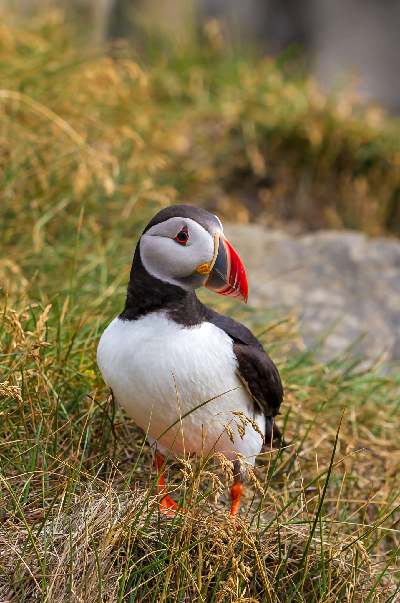 Sigma APO Macro 150mm f/2.8 EX DG HSM sample photo. Puffin iii, iceland photography