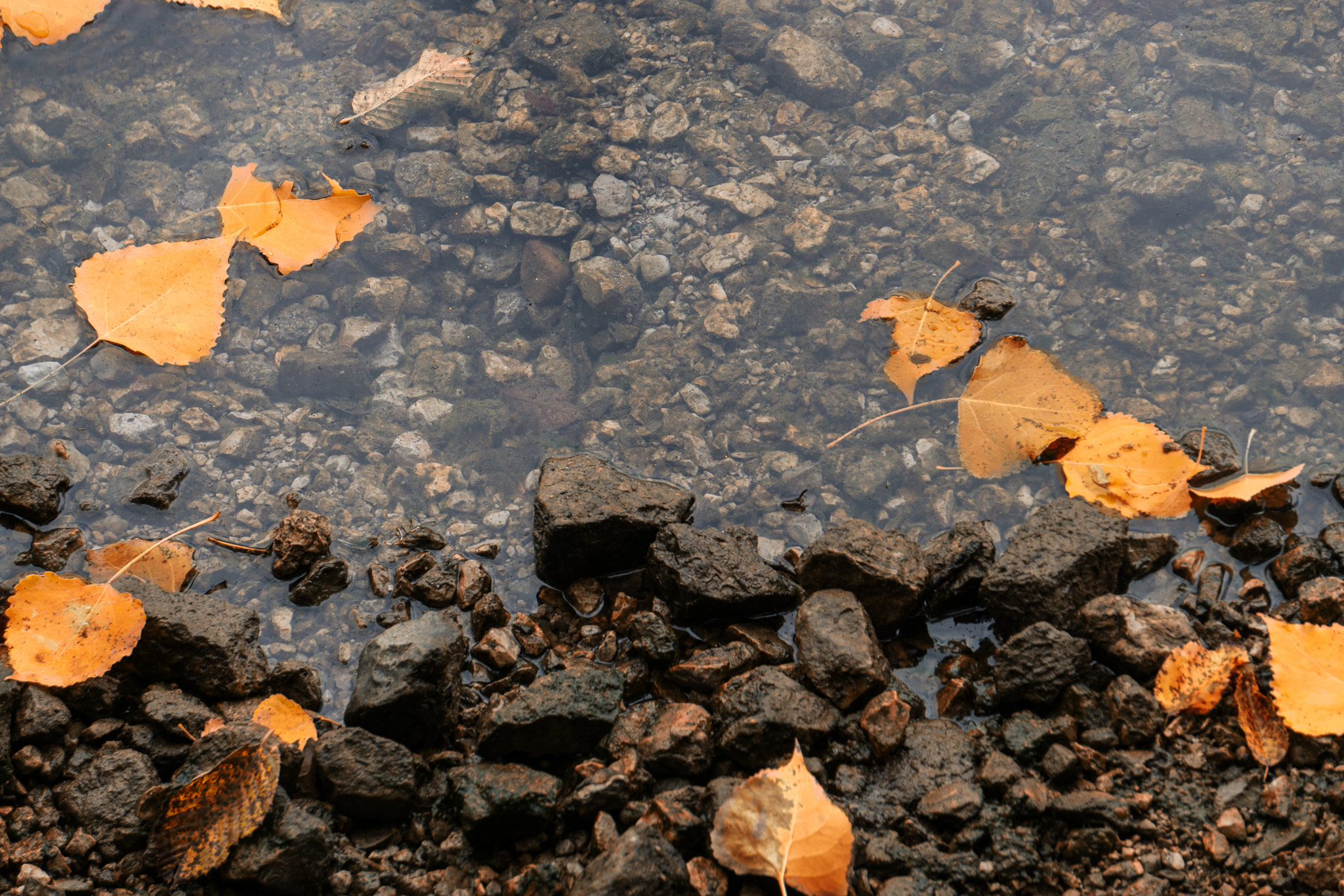 Sony a5100 sample photo. Autumn mood photography