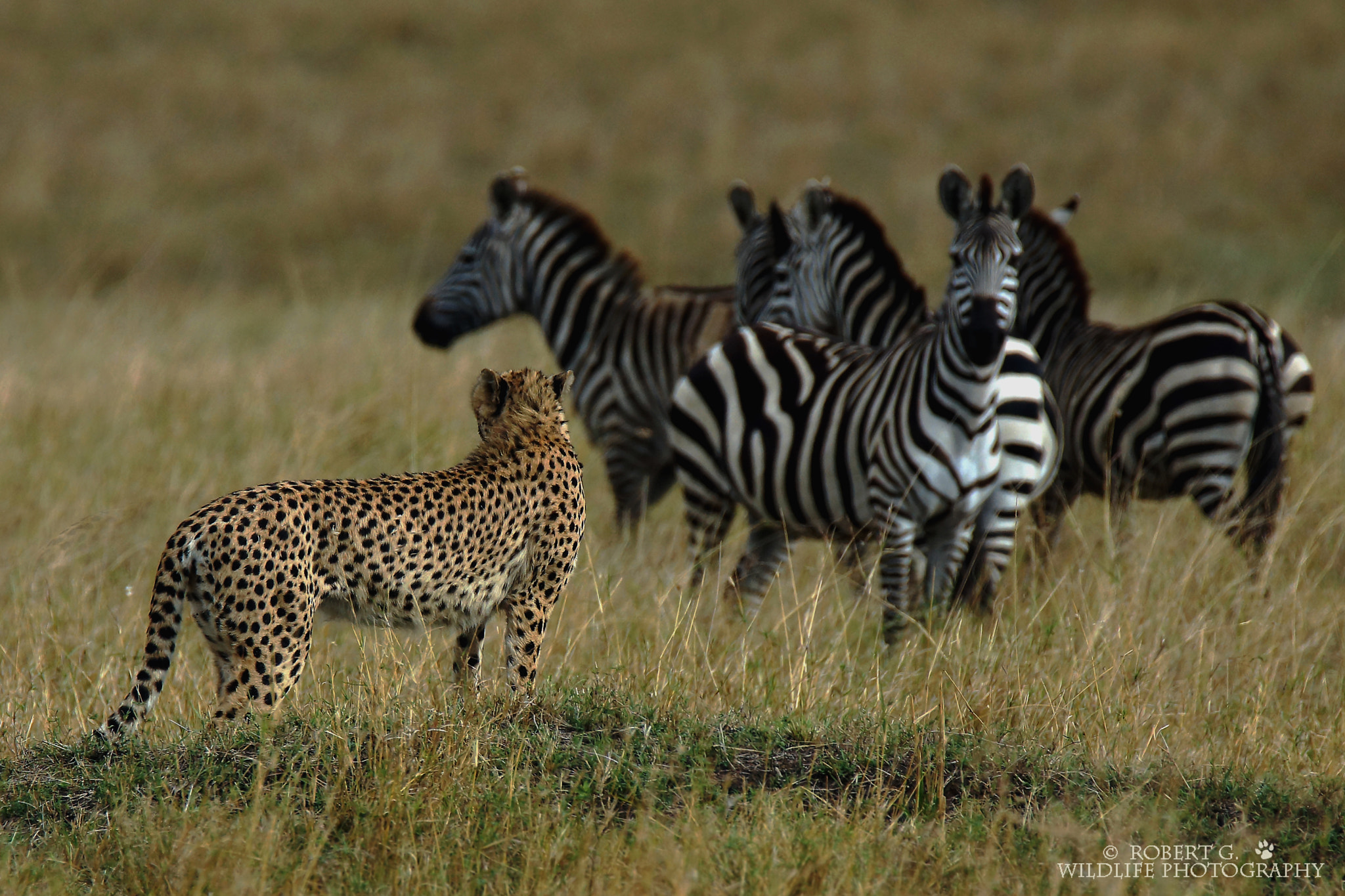 Tamron SP 150-600mm F5-6.3 Di VC USD sample photo. Too big   masai mara 2016 photography