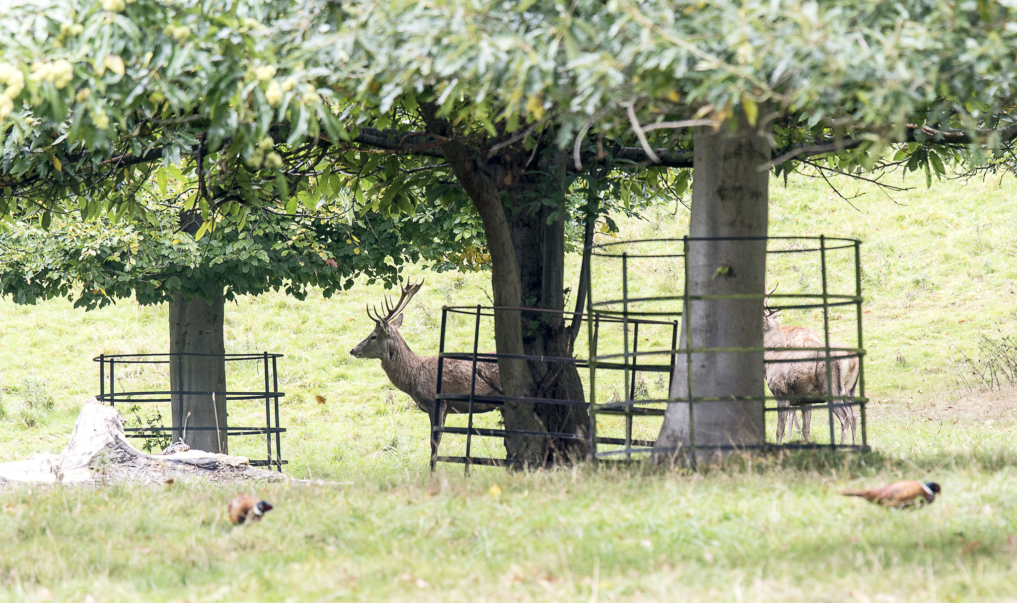Nikon Nikkor AF-S 300mm F4E PF ED VR sample photo. Day out at studly royal near ripon. photography
