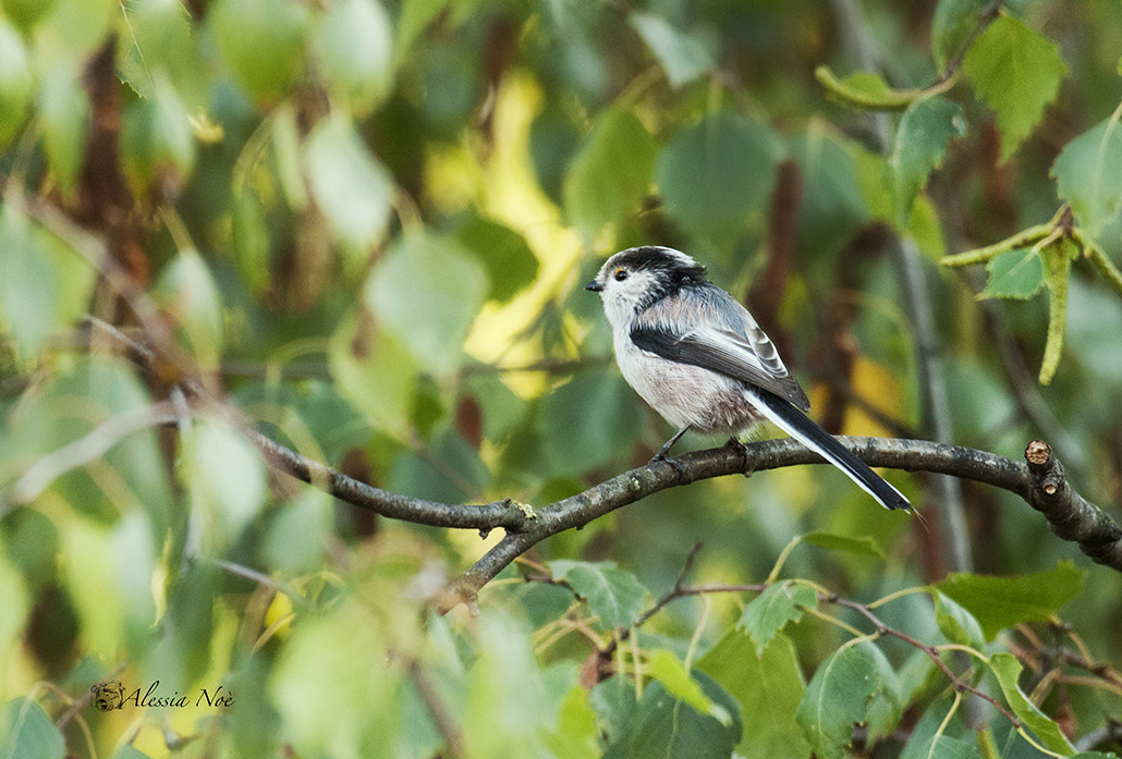 Nikon AF-S Nikkor 200-500mm F5.6E ED VR sample photo. In an outdoor setting photography