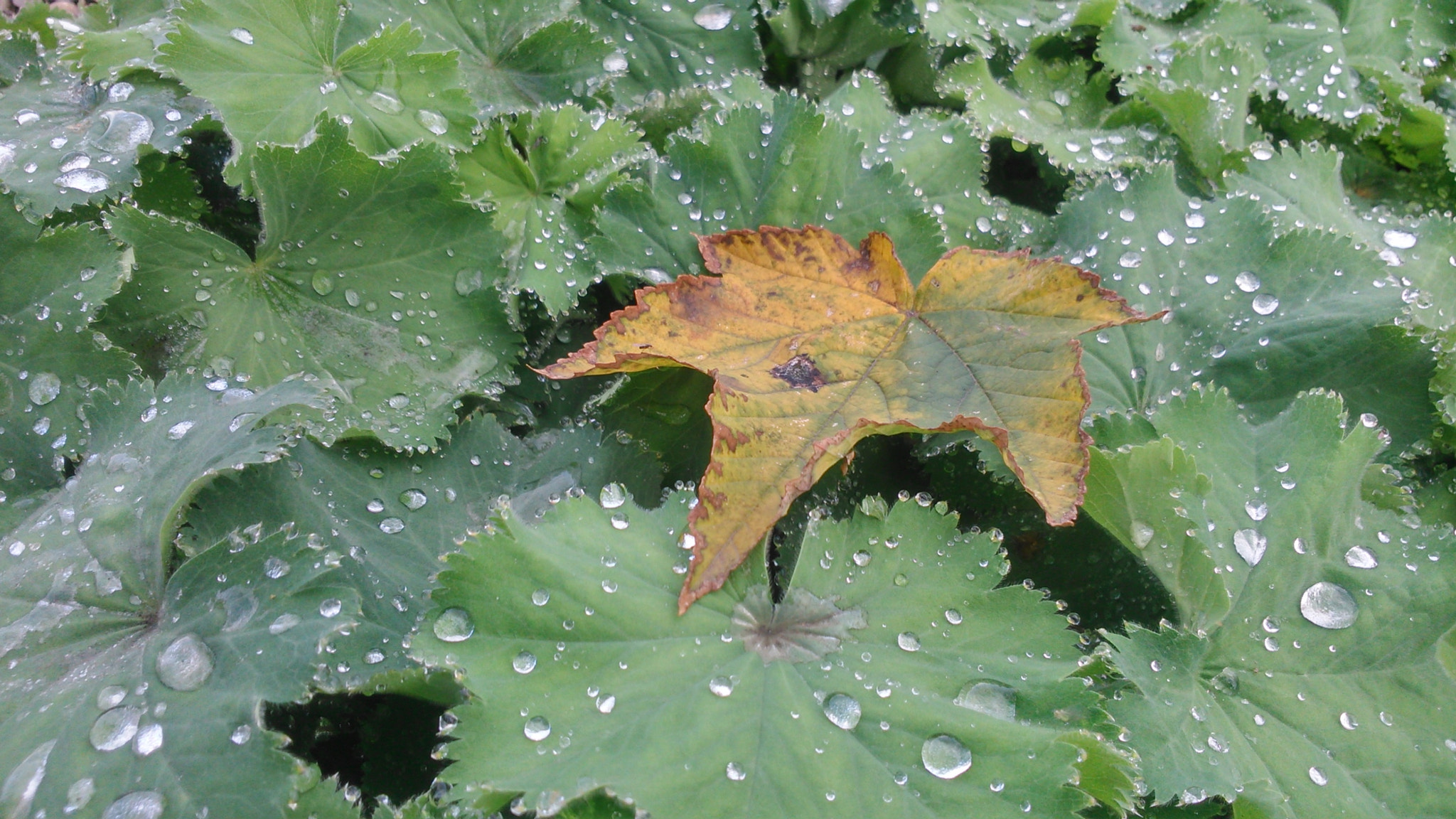 Sony Xperia L sample photo. After the rain  photography