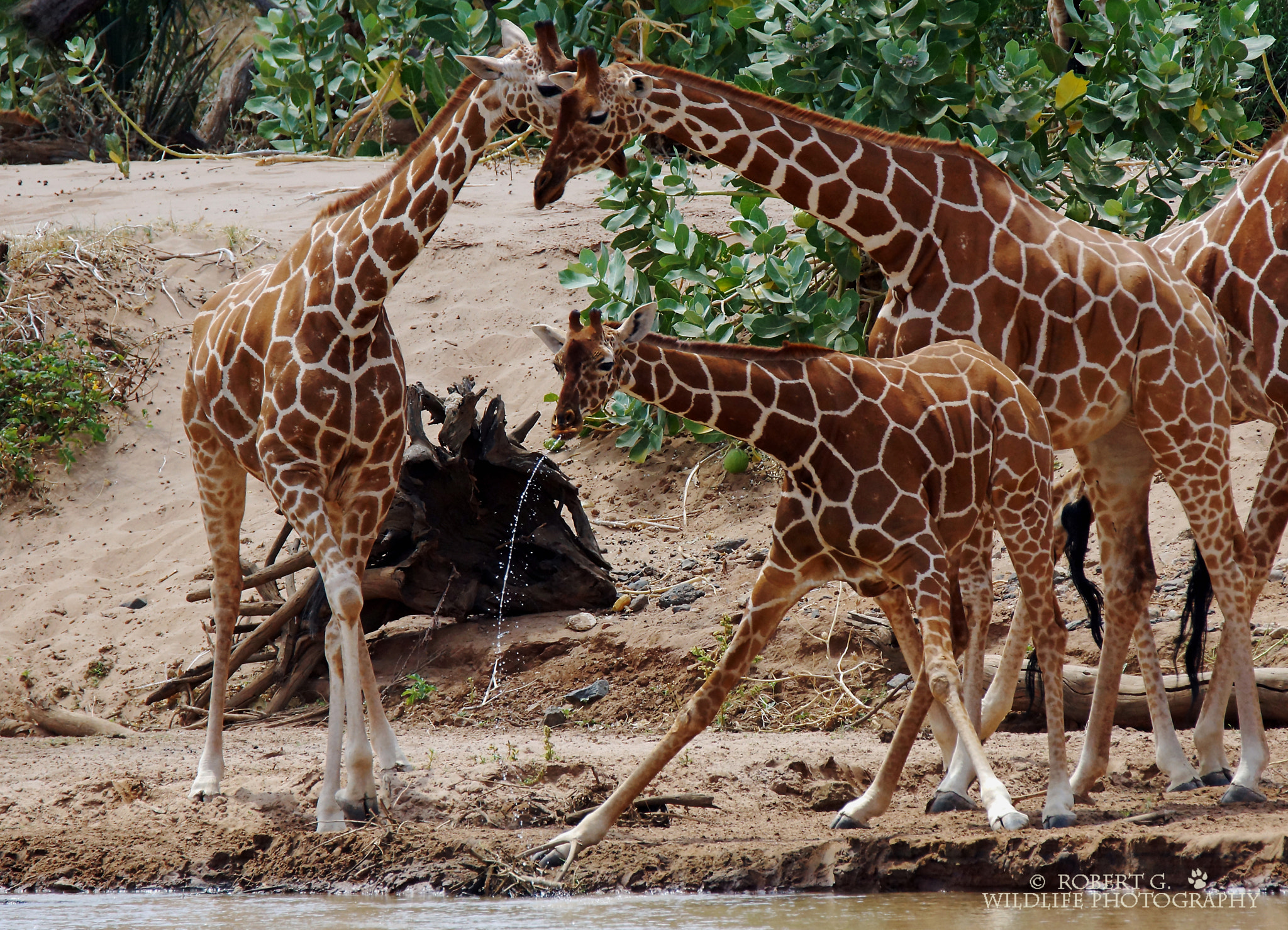 Sony SLT-A77 + Tamron SP 150-600mm F5-6.3 Di VC USD sample photo. Spit into the river  samburu 2016 photography