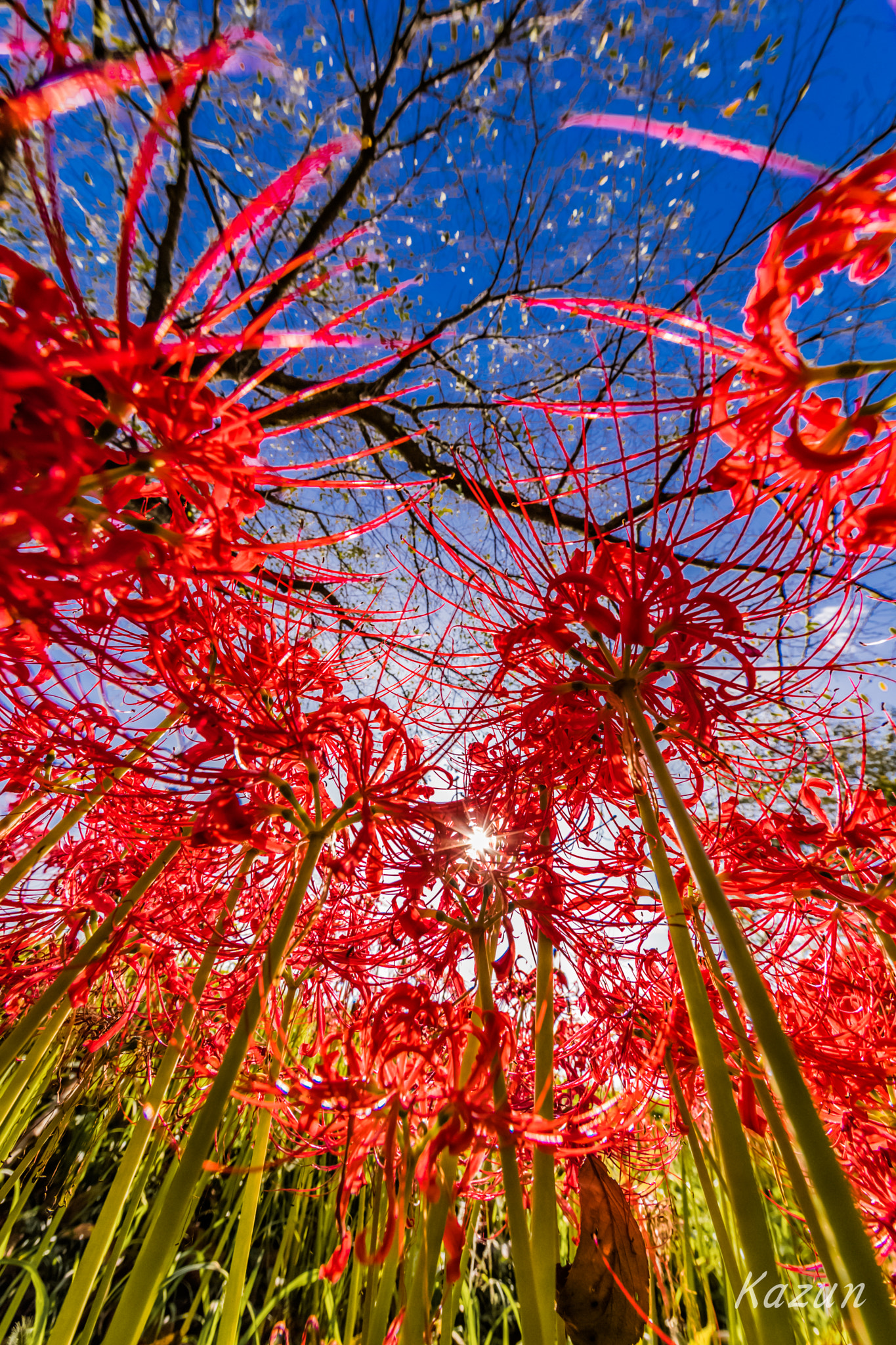 Canon EF 11-24mm F4L USM sample photo. Red crown! photography