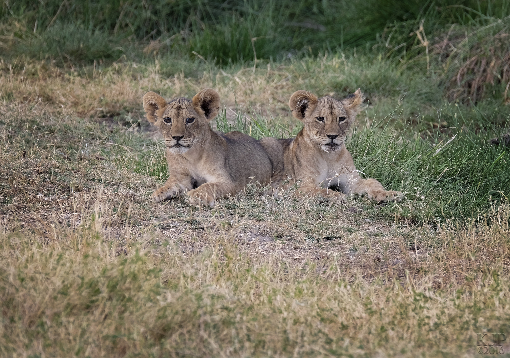 Fujifilm XF 100-400mm F4.5-5.6 R LM OIS WR sample photo. Cubs photography