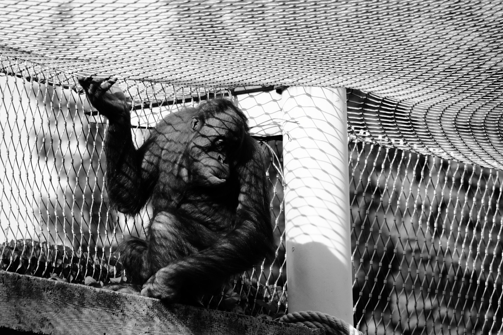 Canon EOS 400D (EOS Digital Rebel XTi / EOS Kiss Digital X) sample photo. Dark side of the zoo photography